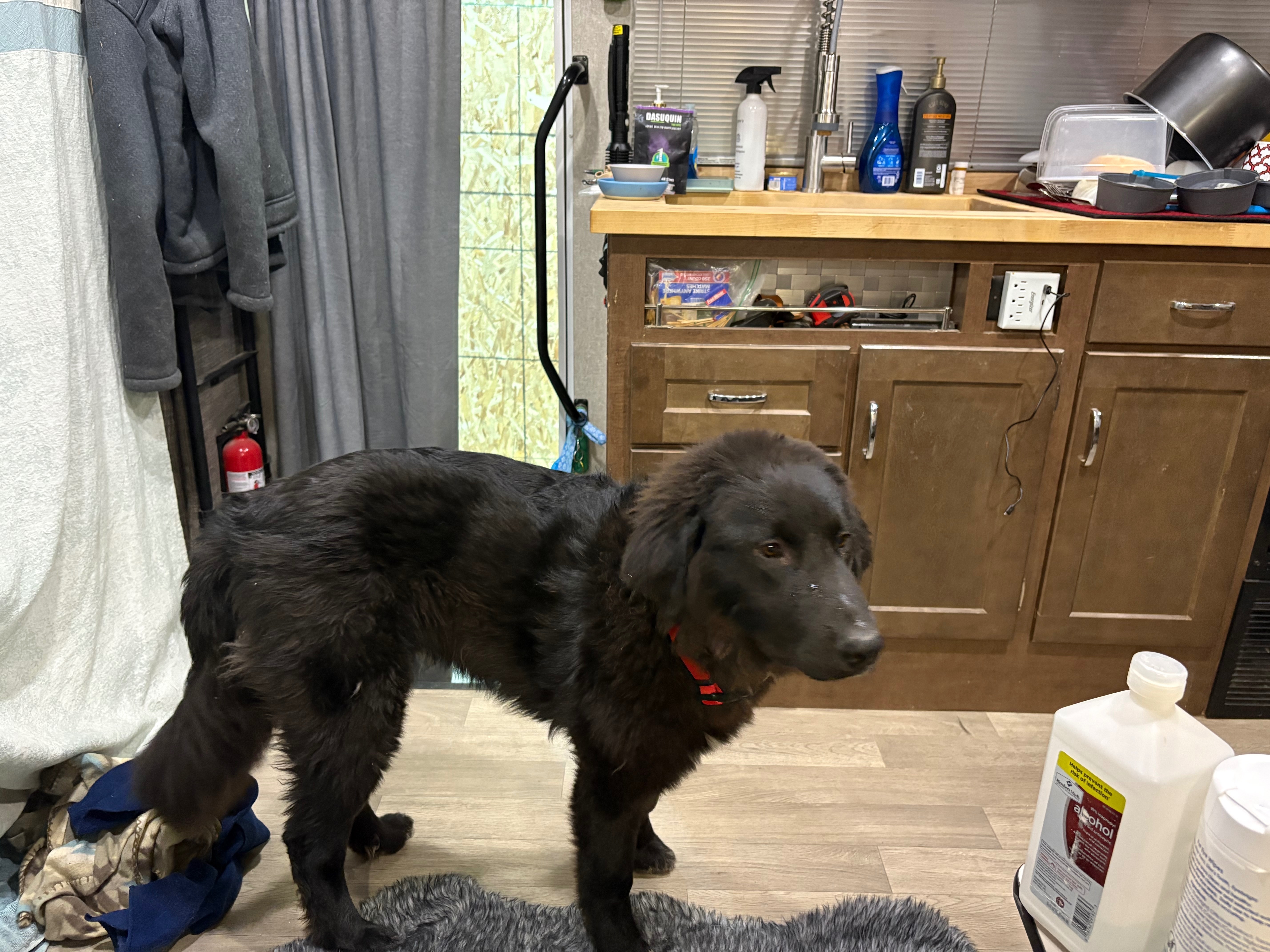 Lost: Shy Black Dog 'Bear' in Buckeye