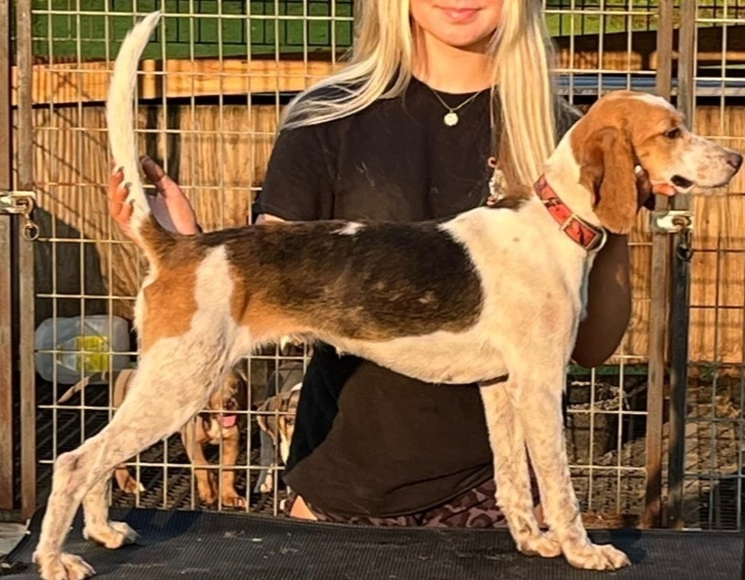 Lost Tri-Color Beagle on Vicksburg Rd