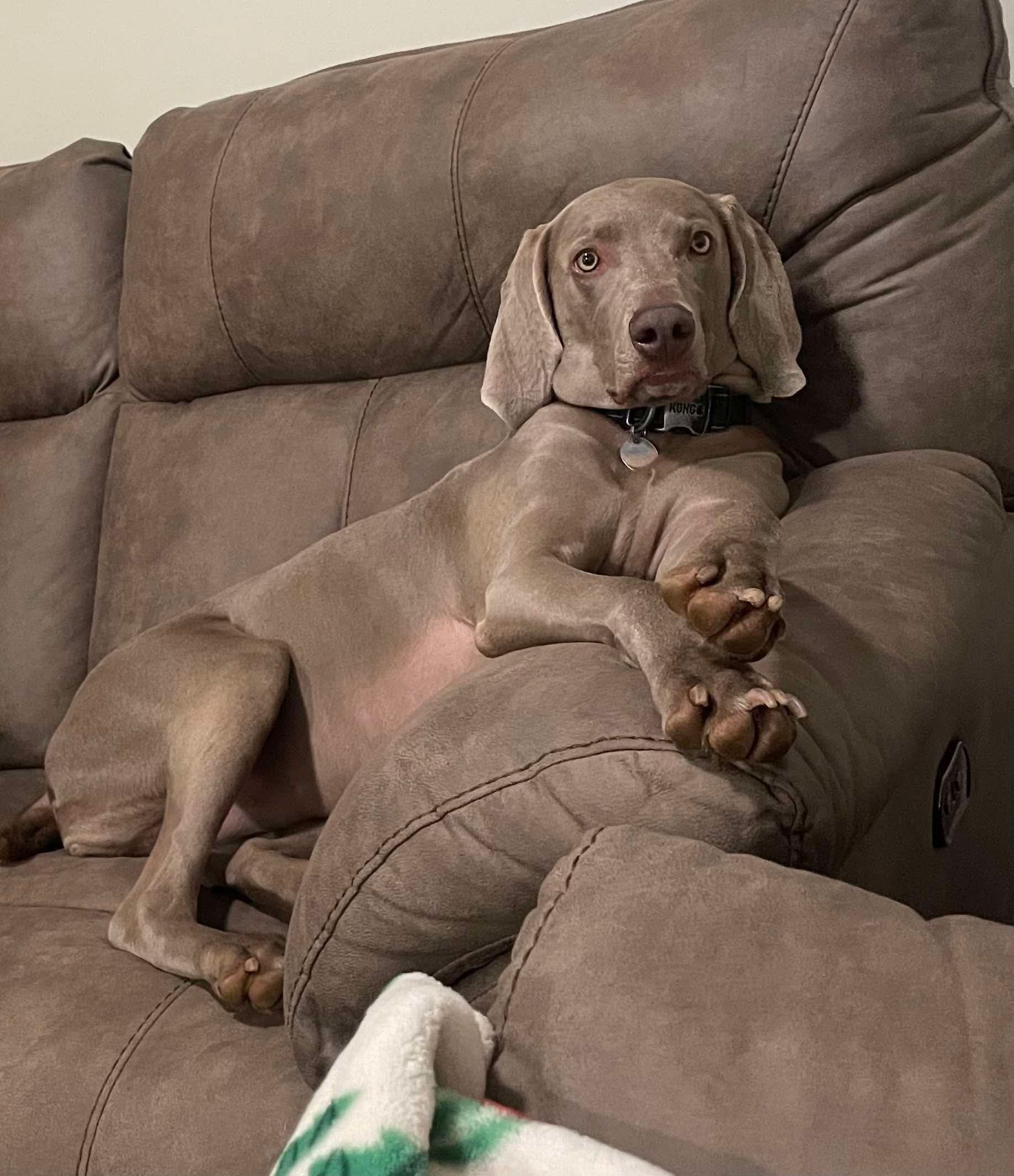 Lost Grey Dog: Skittish, Black Collar