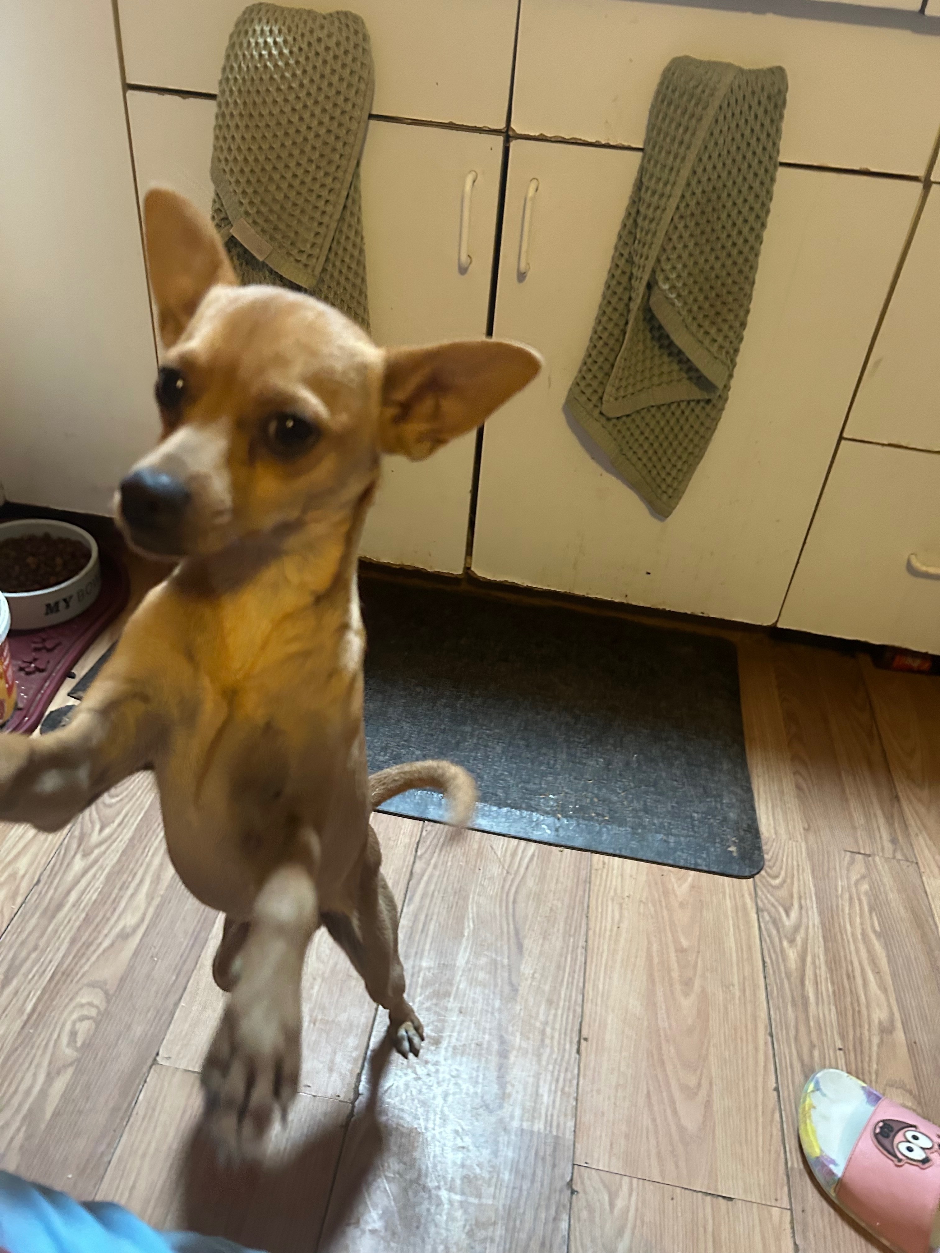 Lost Dog: Light Tan, No Collar, Tucson
