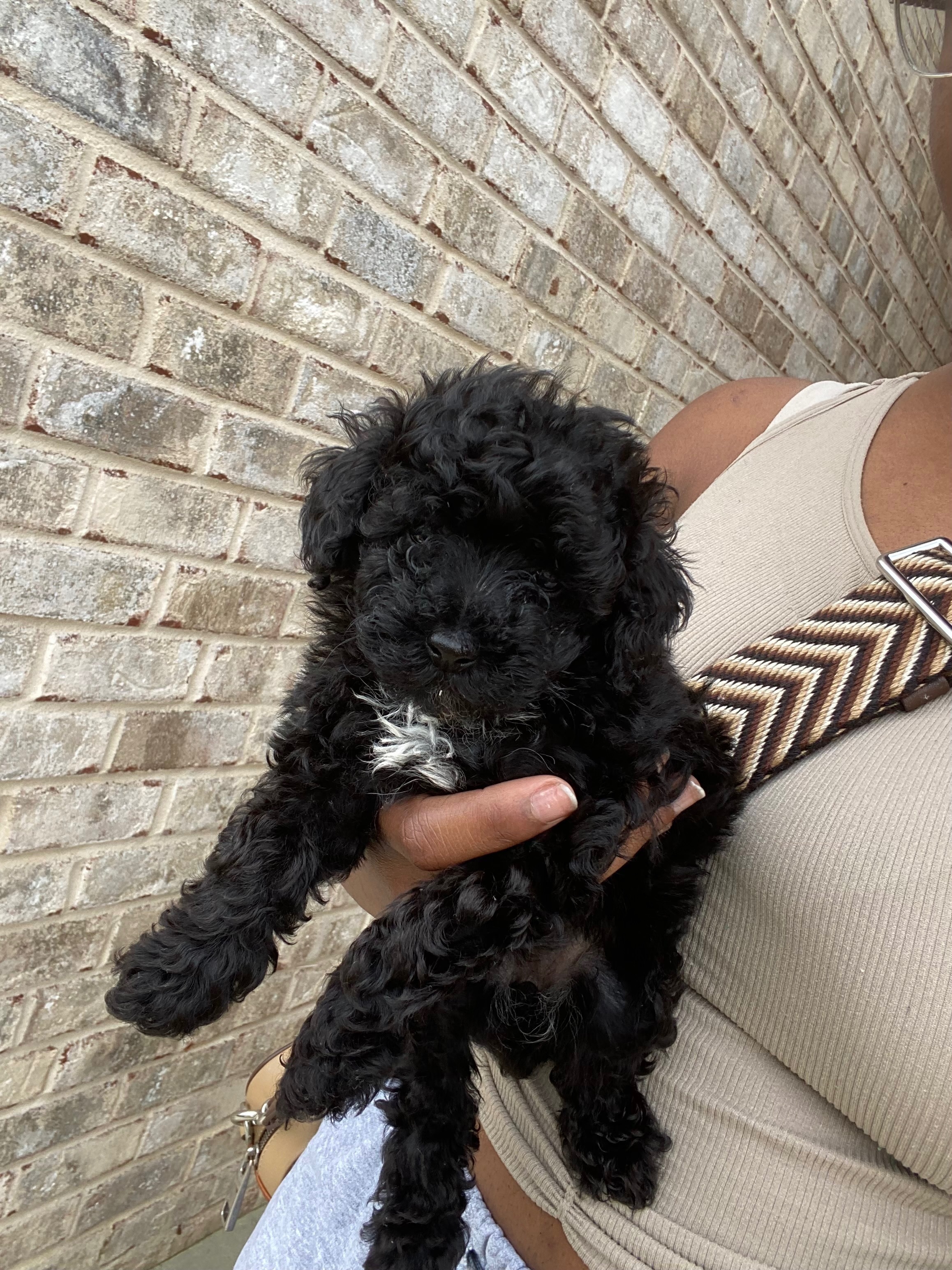 Lost Friendly Dog: Black with White Patch