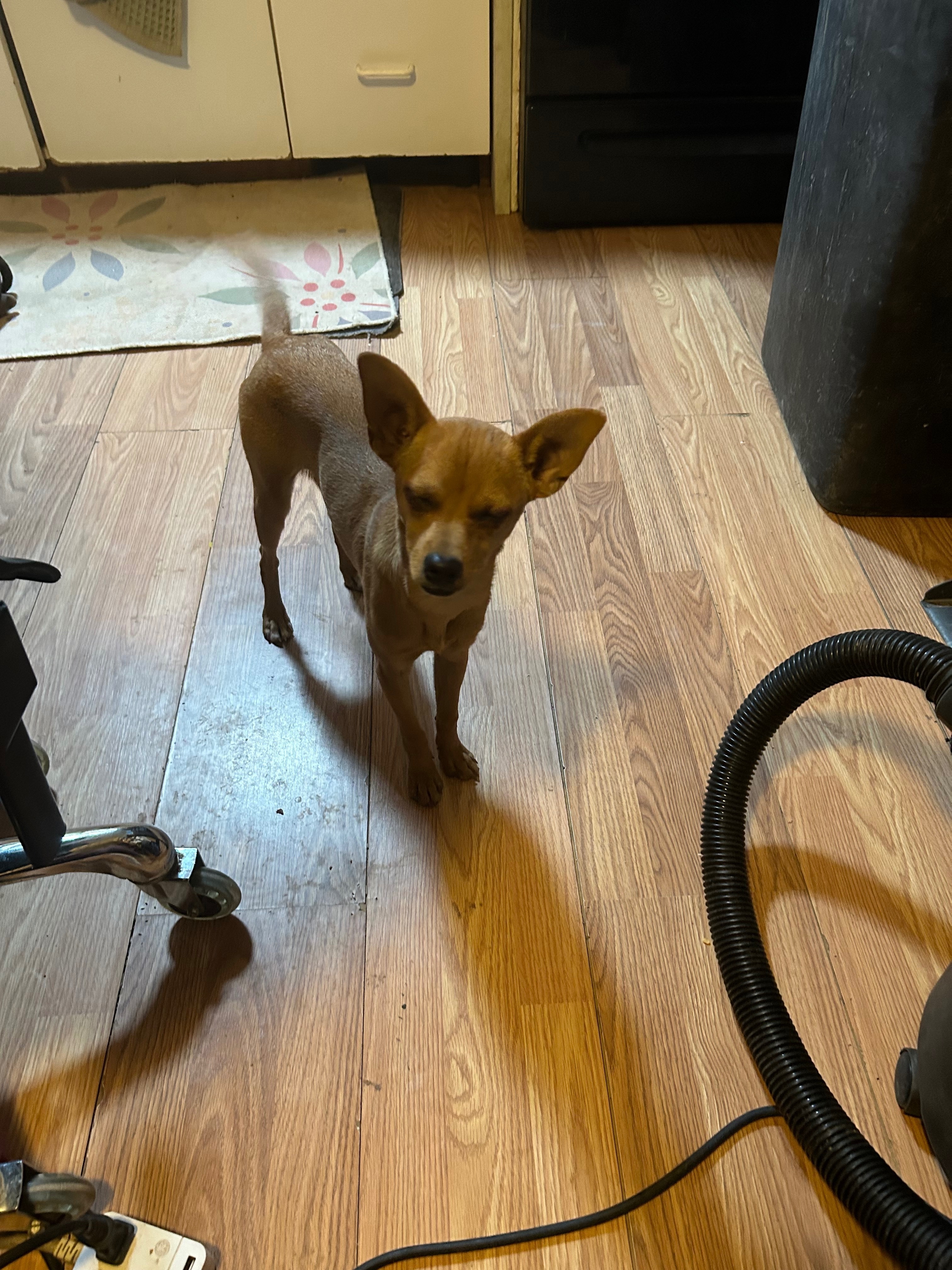 Lost Light Tan Dog, No Collar, Tucson