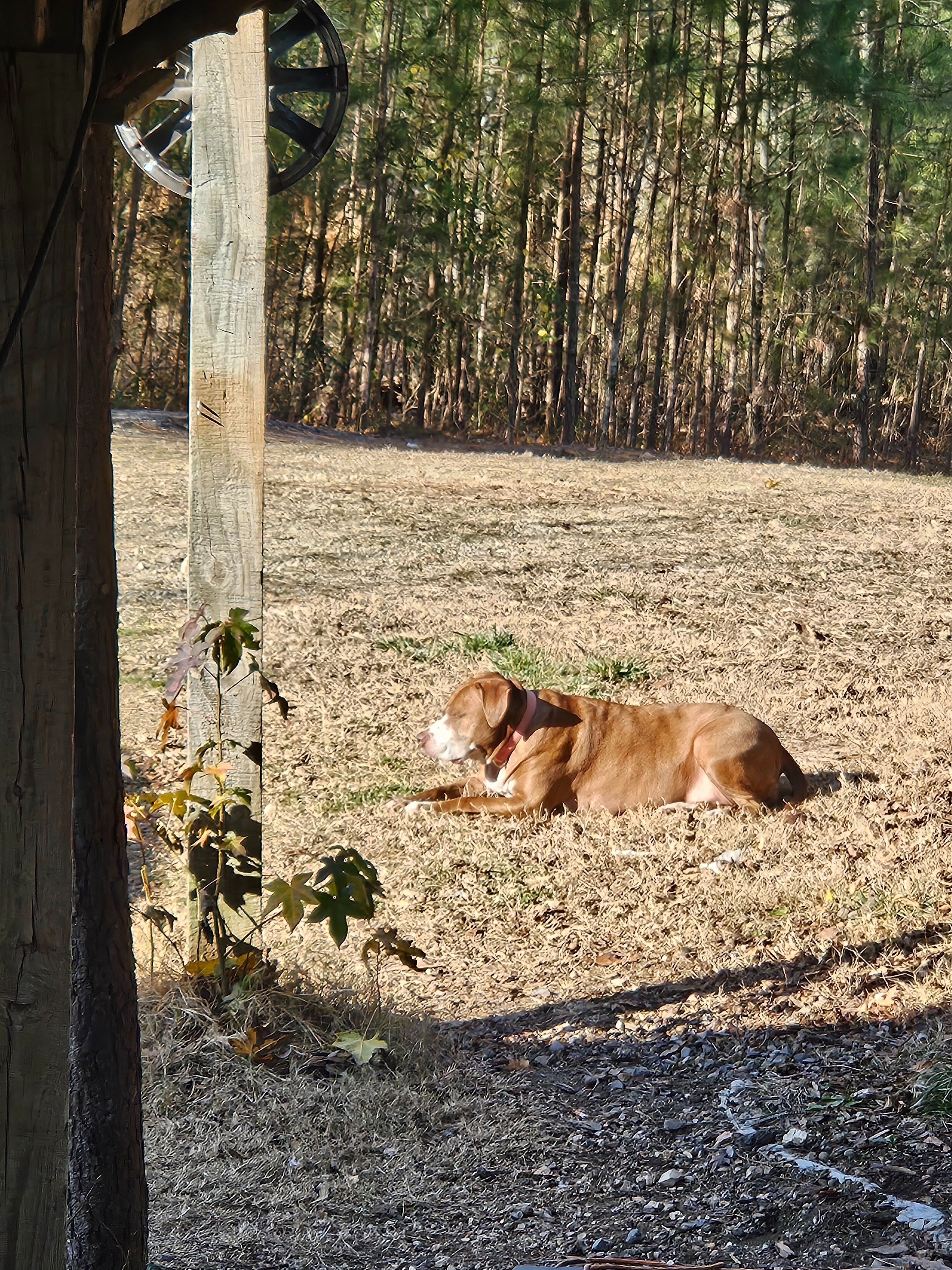 Lost Dog: Chased Deer on McCarty Rd, GA