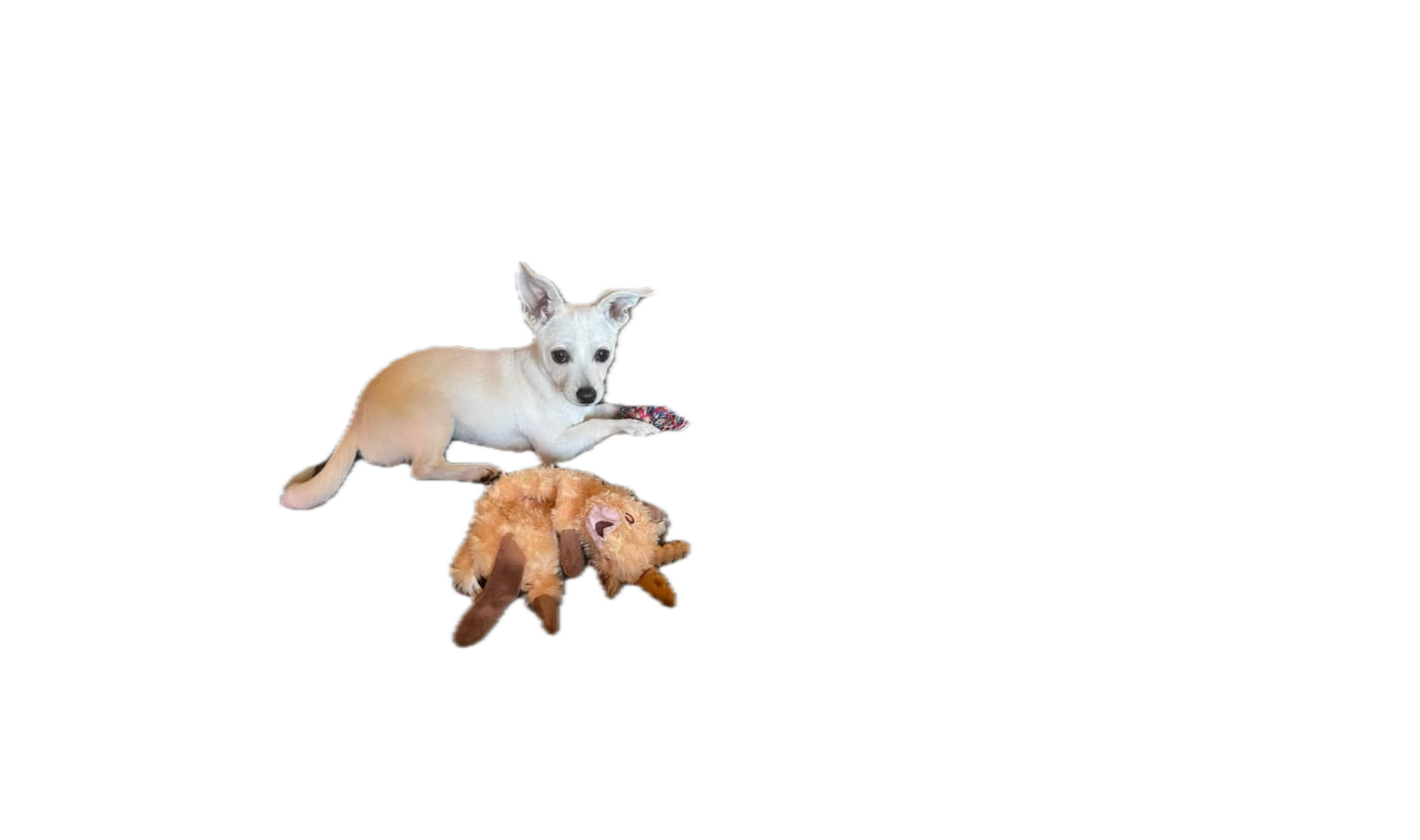 Lost White Chihuahua-Lab Mix in SF