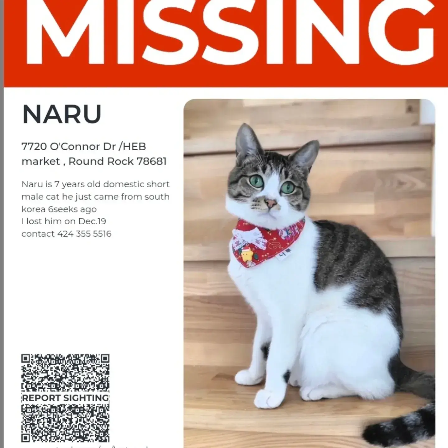 Help Find Lost Cat Near O'Connor Dr