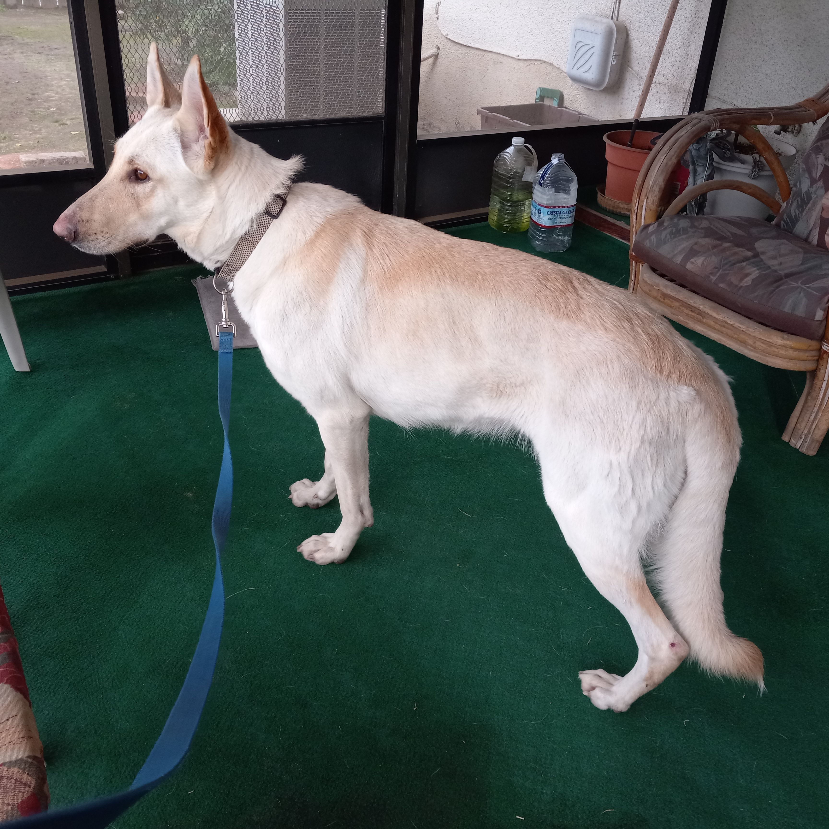 Sweet, Shy German Shepherd Mix...