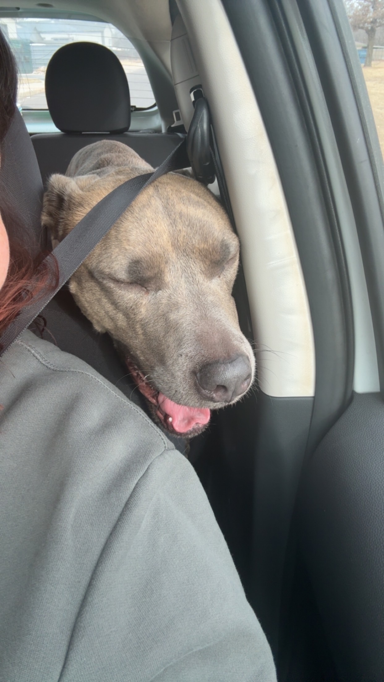 Found: Grey Brindle Dog in OKC