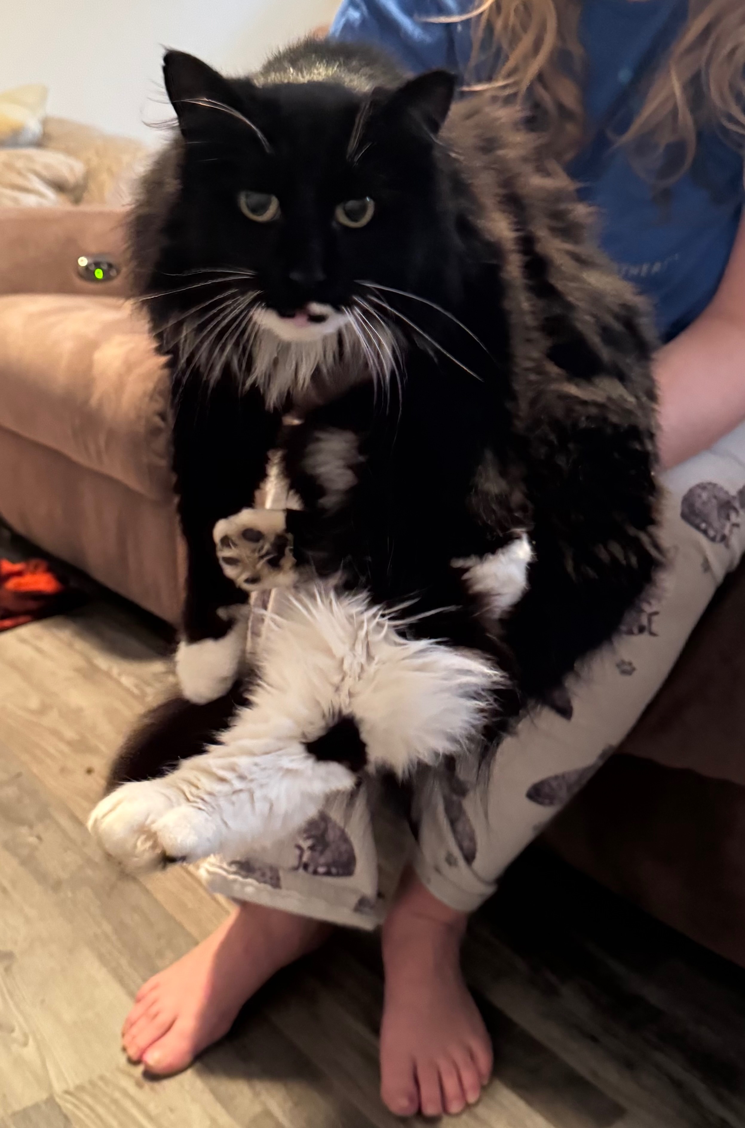 Found: Talkative Tuxedo Cat in...