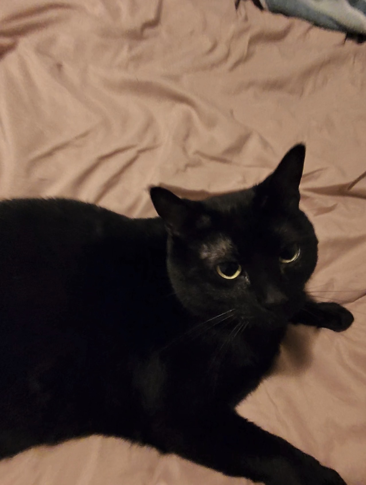 Lost Cat: Chubby, Jet Black in Conway