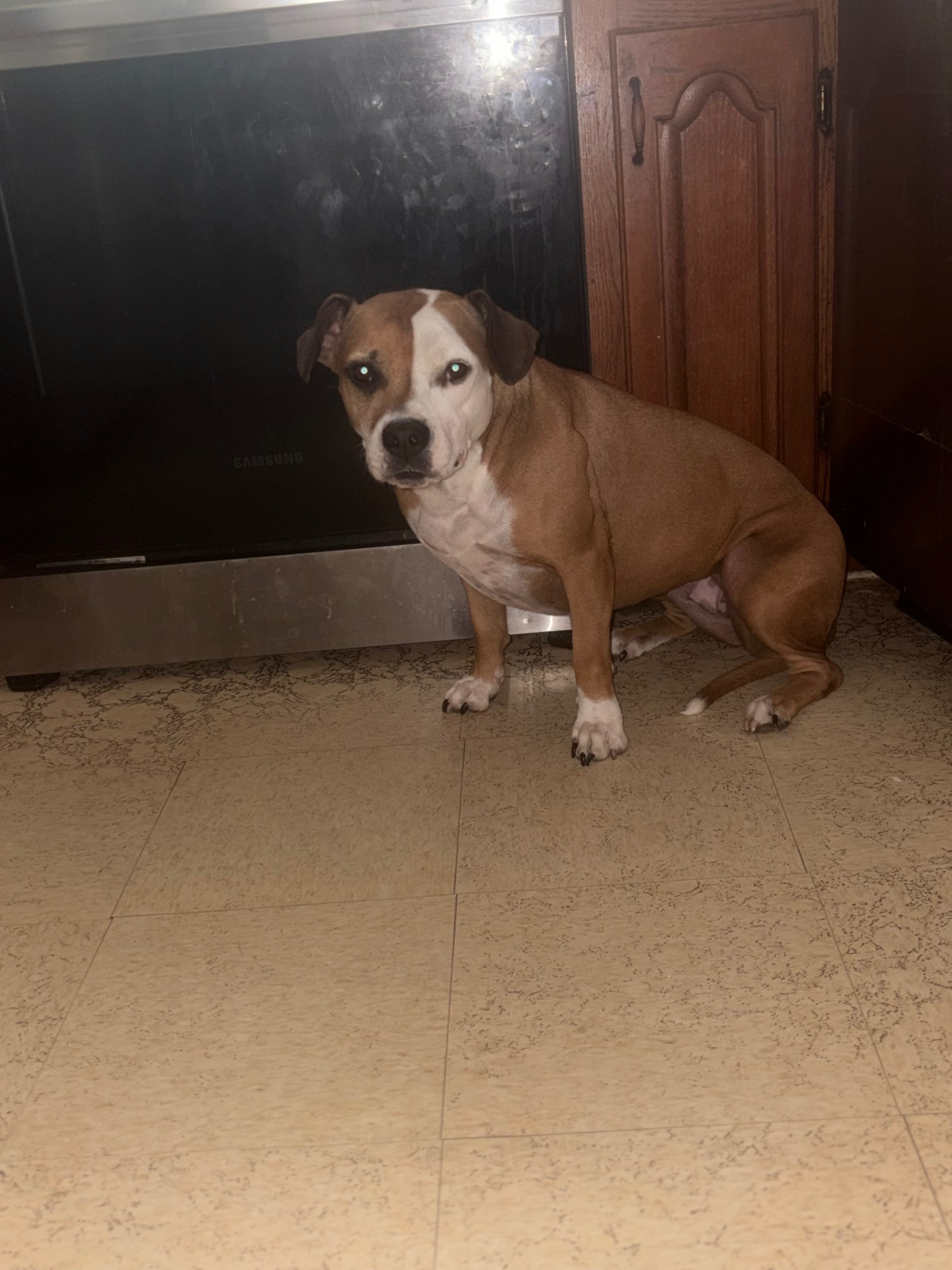 Lost dog, Chattanooga