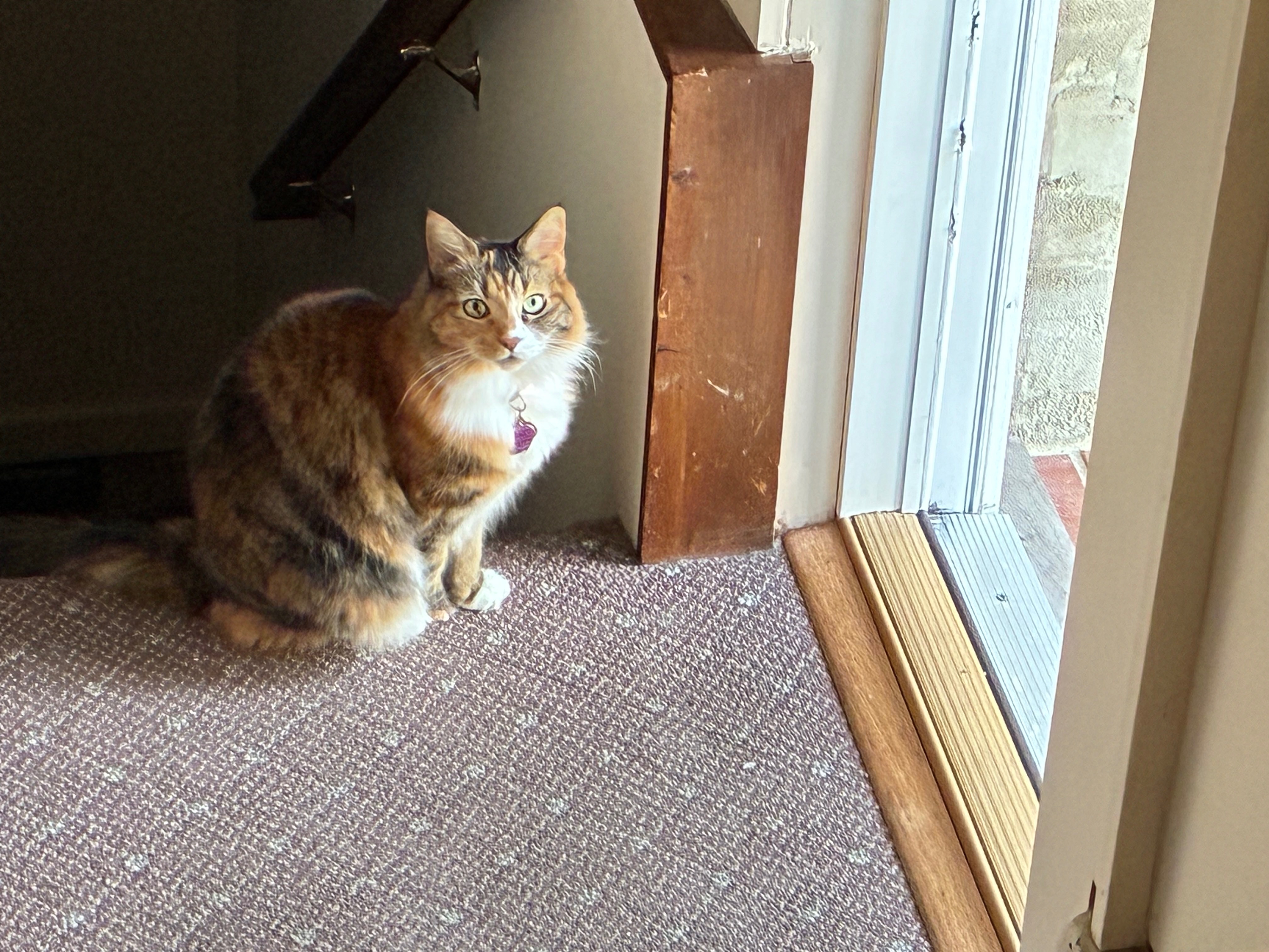 Lost Cat: Tan/Brown/White, Missing Paw