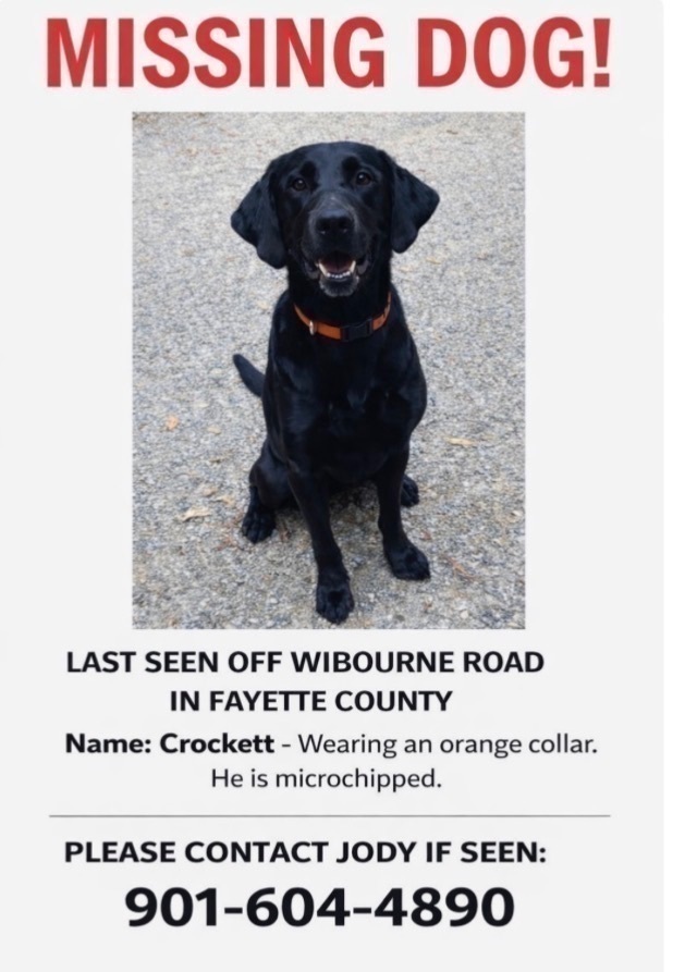 Lost Black Lab: Seen Near McFadden Rd
