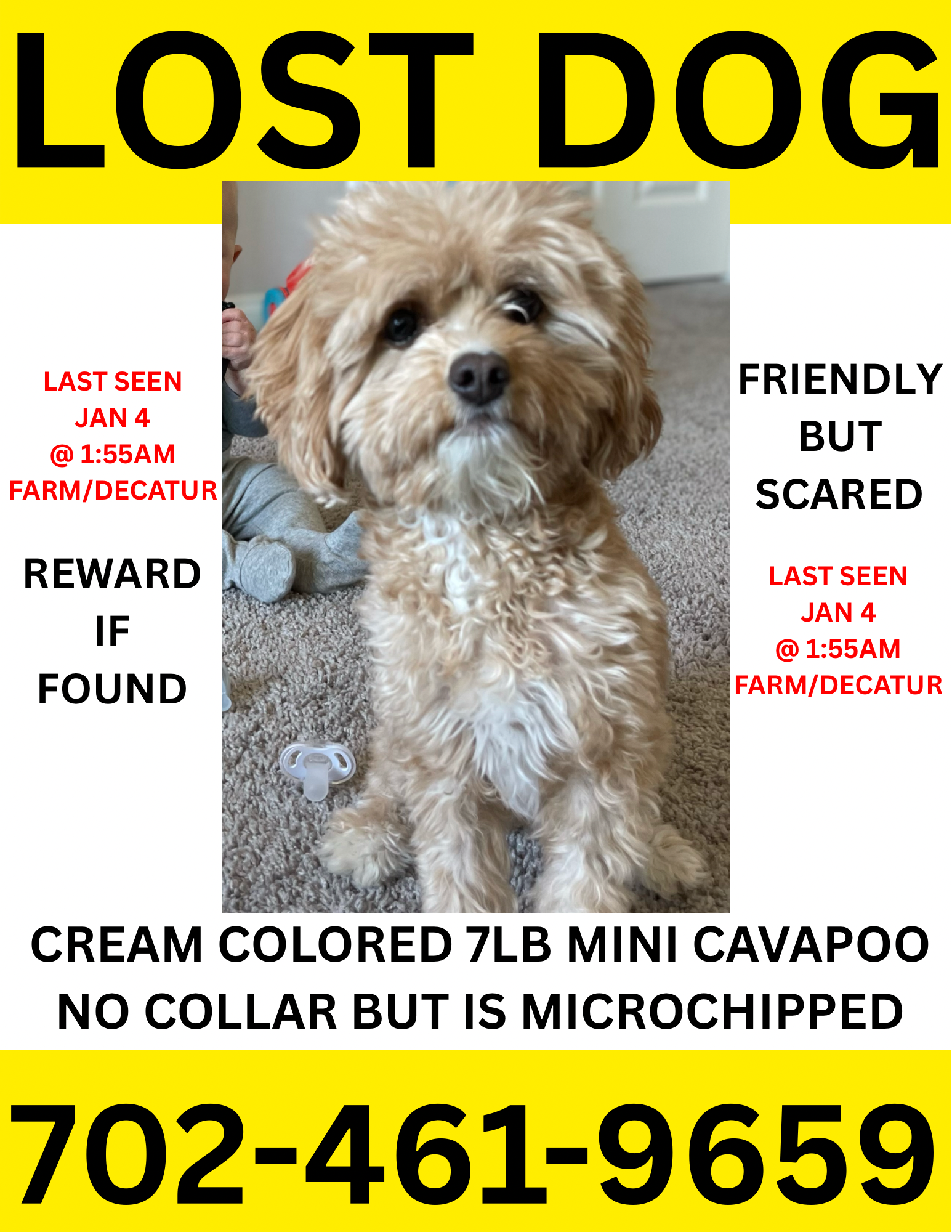Lost Cream Cavapoo in Las Vegas Area