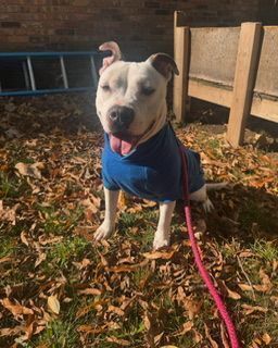 Lost Dog: White with Black Ears in Memphis