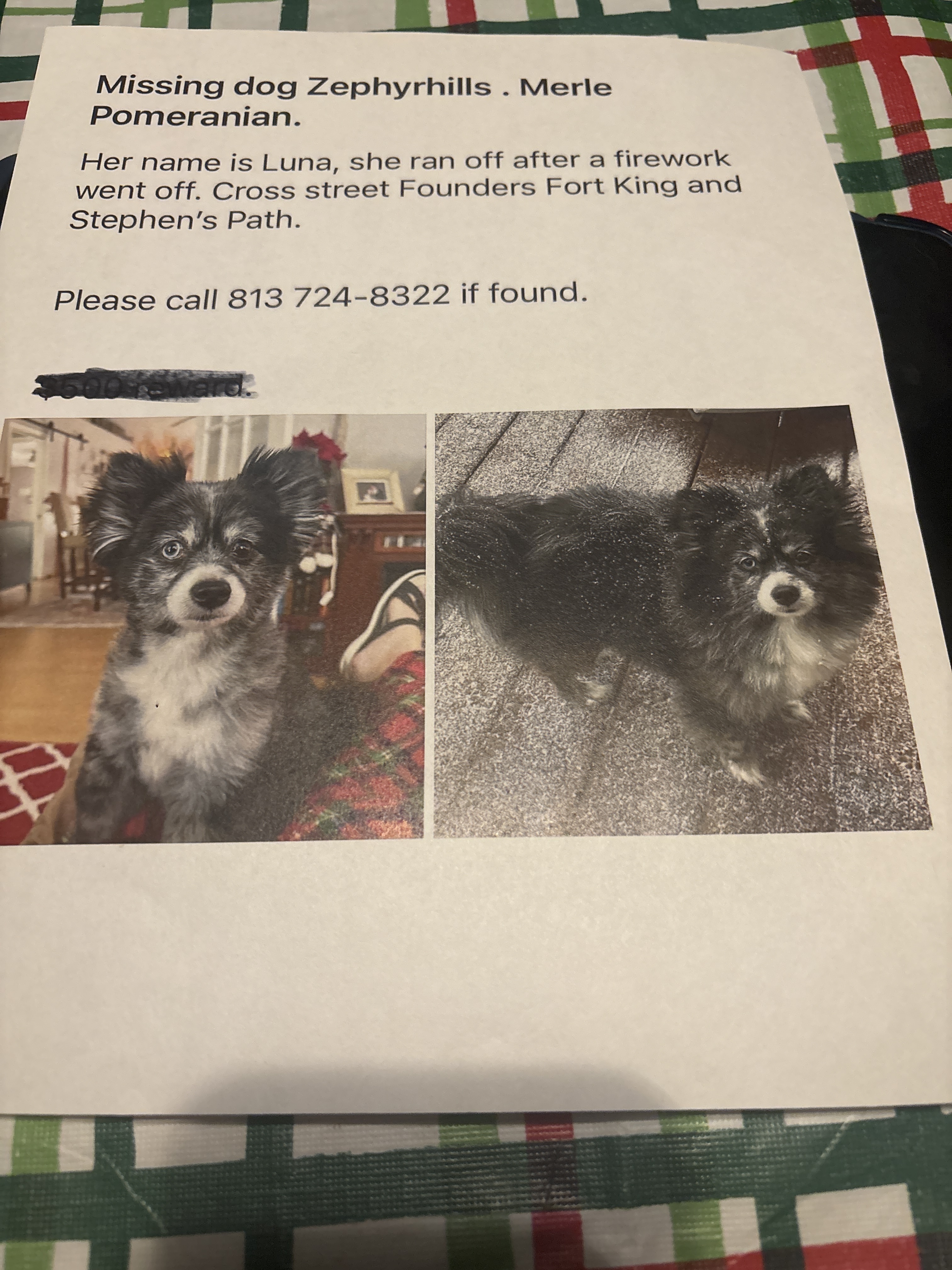 Lost Dog: Unique Eyes, Zephyrhills Area