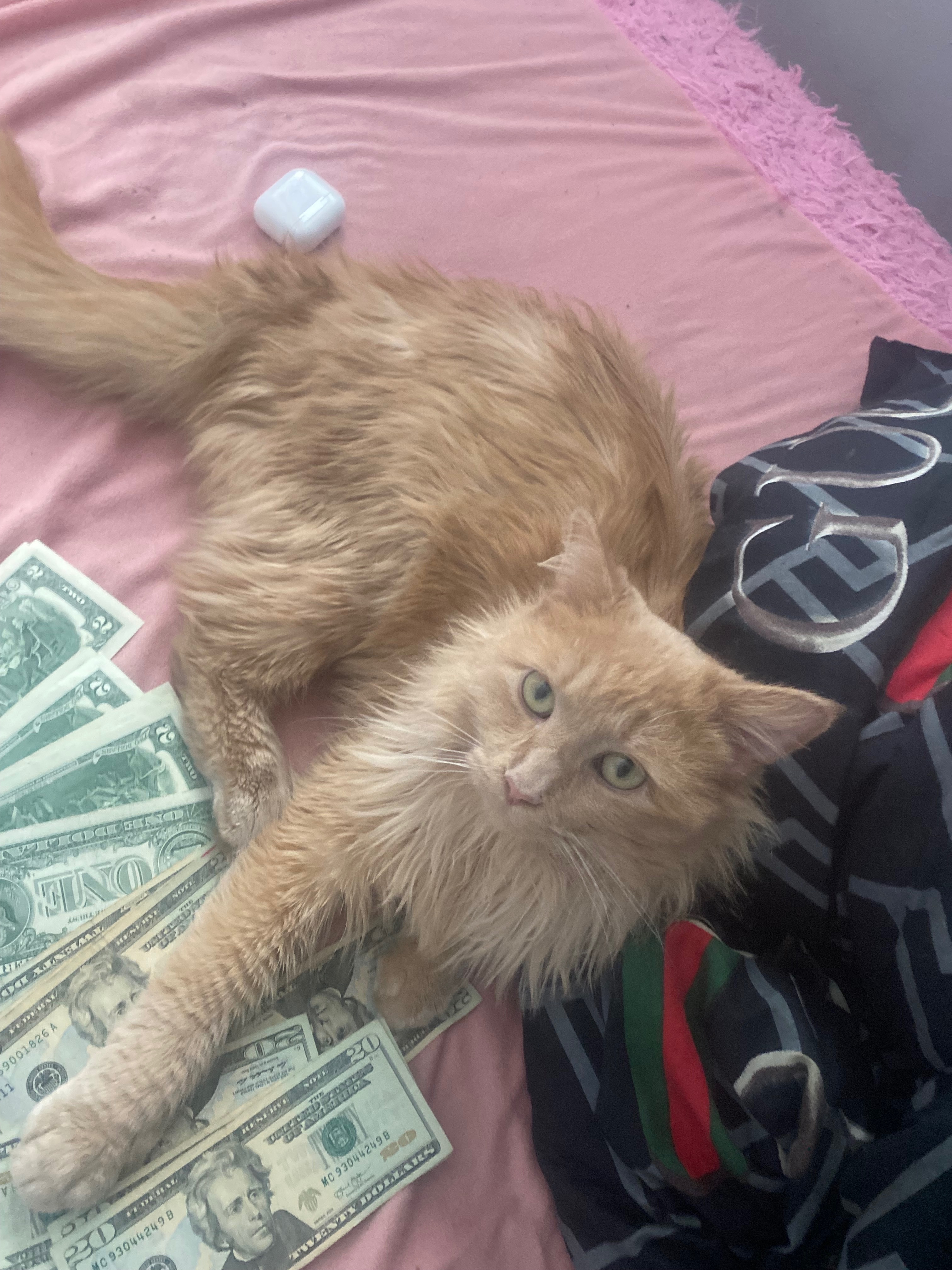 Lost Cat: Booty Missing in Columbia Heights