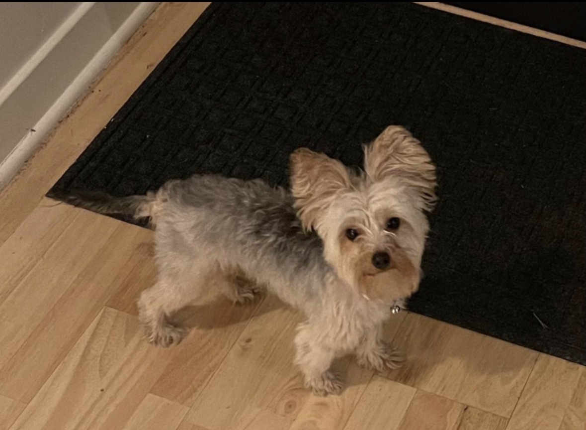Lost Yorkie: Brown & White, North Central