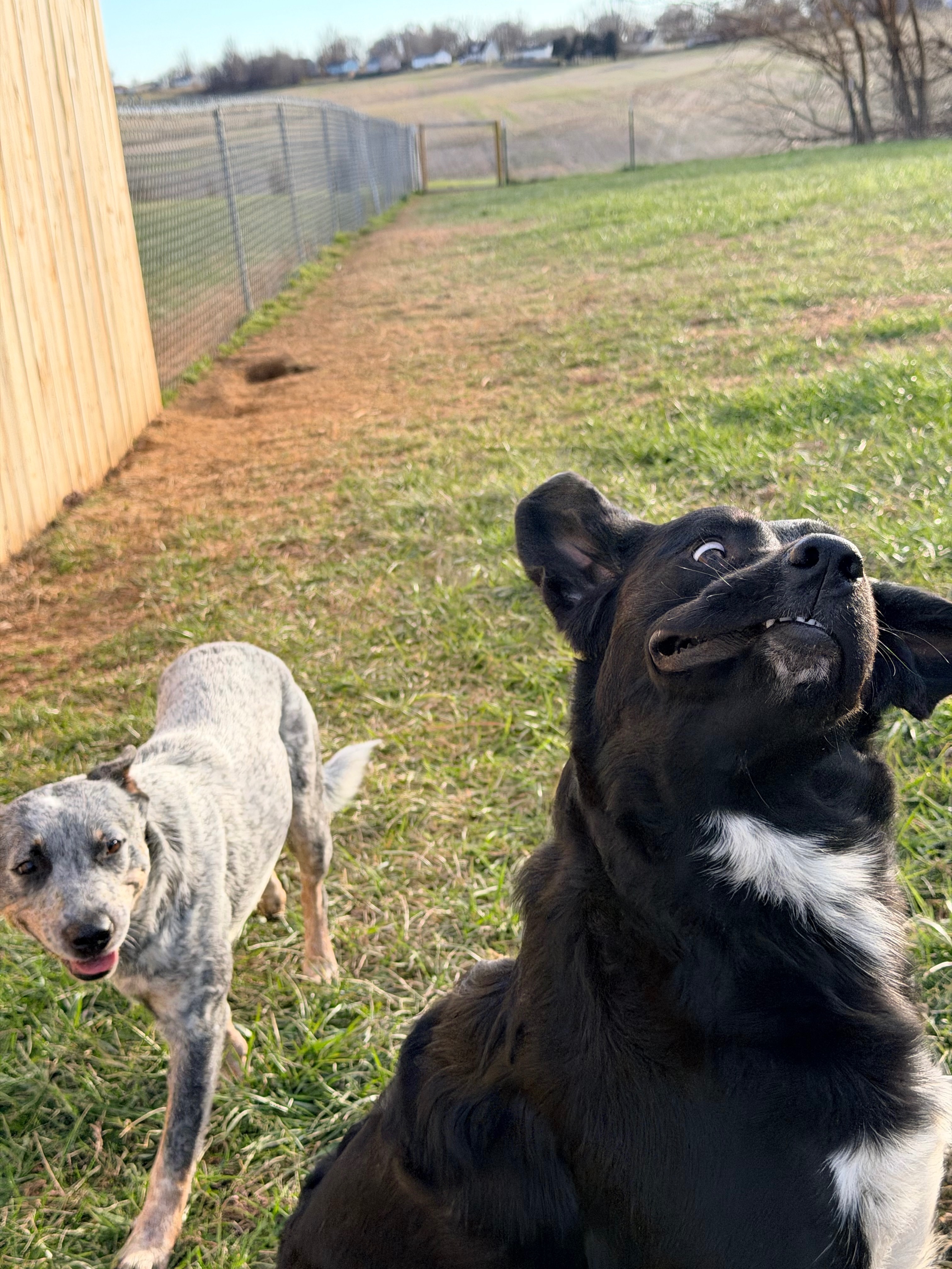 Help Find Nala: Lost Blue Heeler in Oak Grove