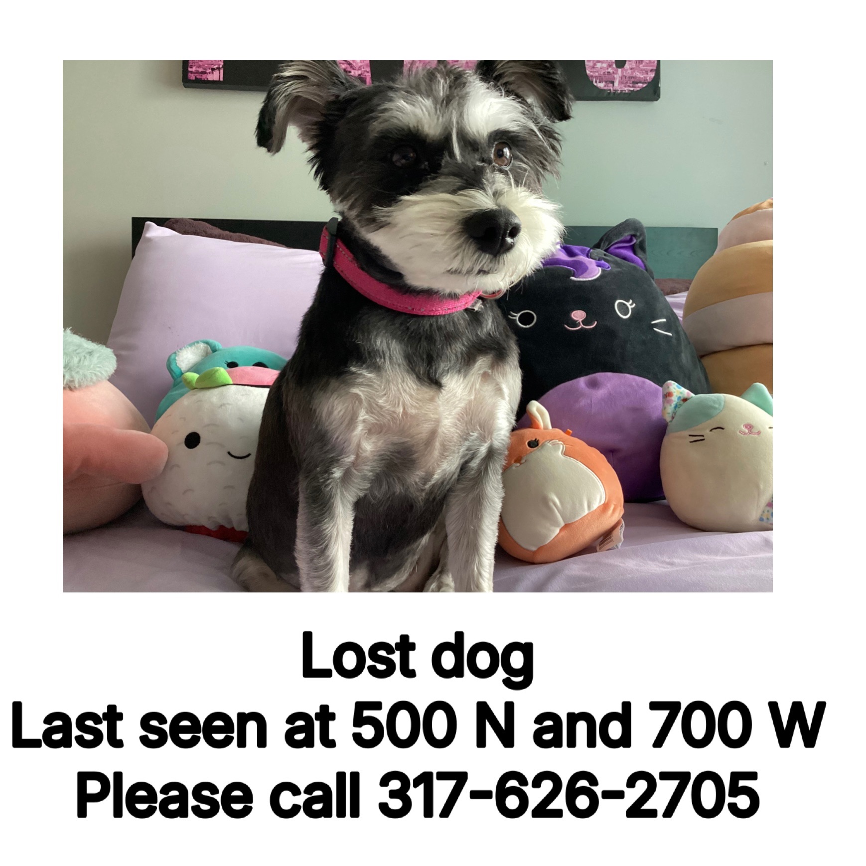 Lost Dog: Daisy, Black with White Spots