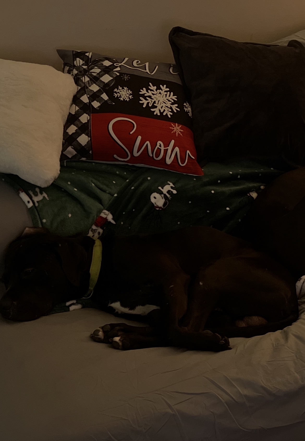 Lost Dog: Black & White, Skittish & Sweet