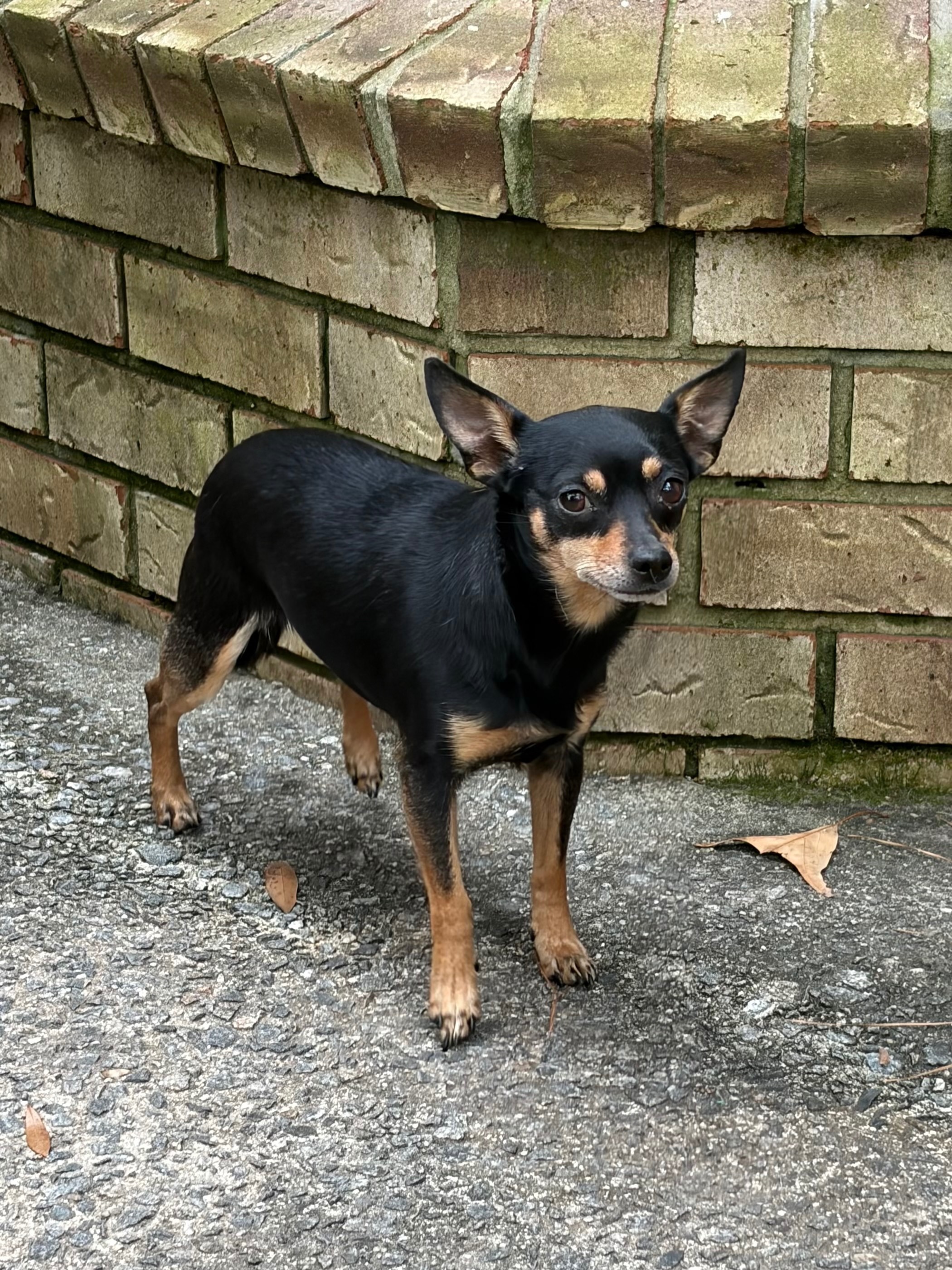 Lost Nervous Dog in Coffee Bluff Area