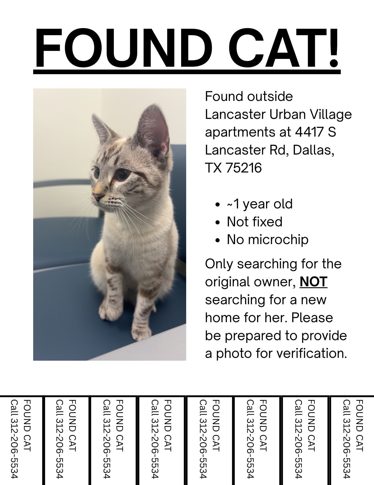 Found: Young Cat Near Lancaste...