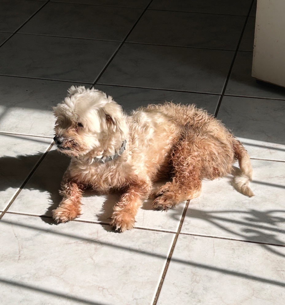 Lost Dirty Maltese with Snaggle Teeth