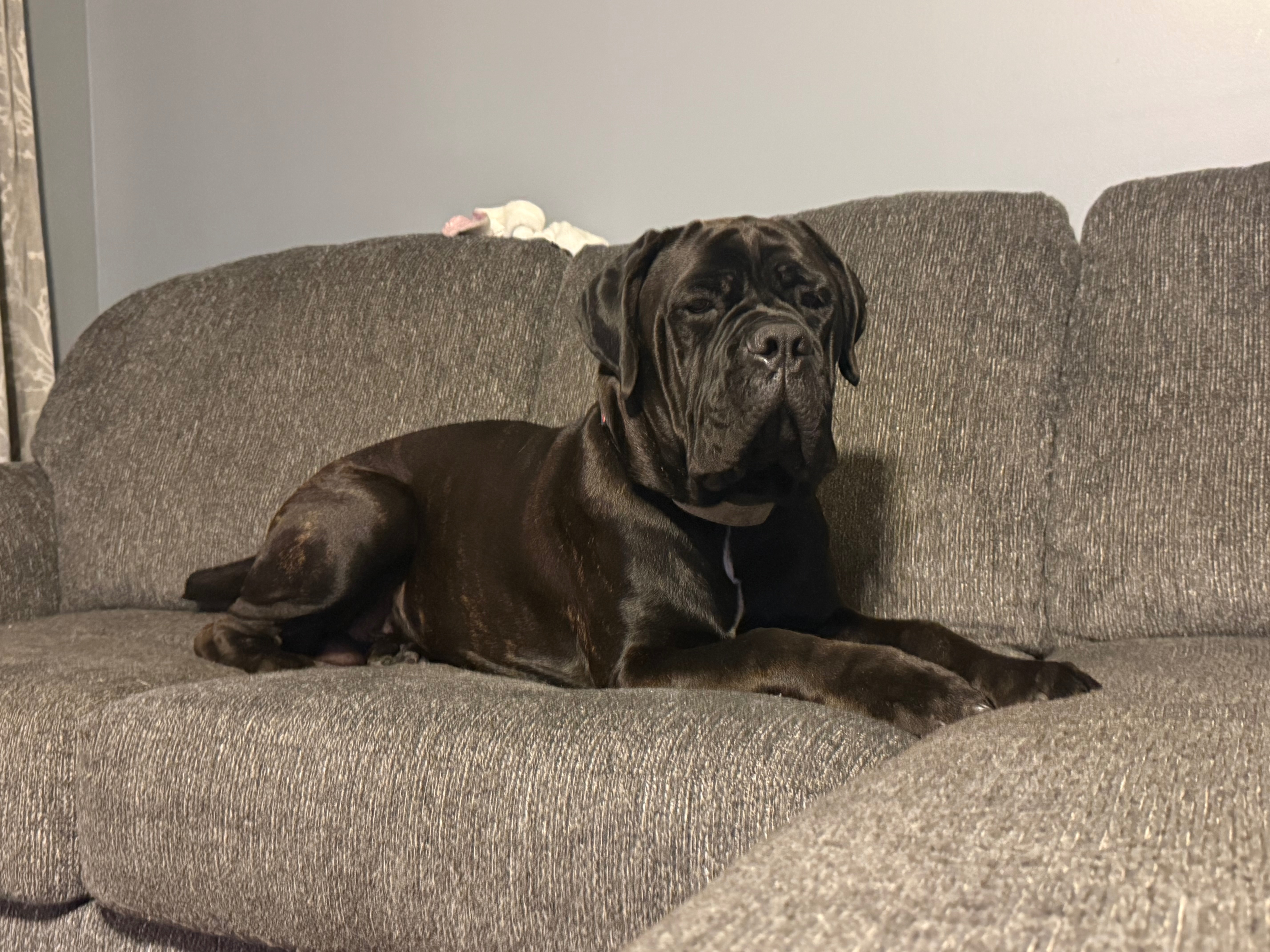 Lost Dog: Black with Brindle, West Salem