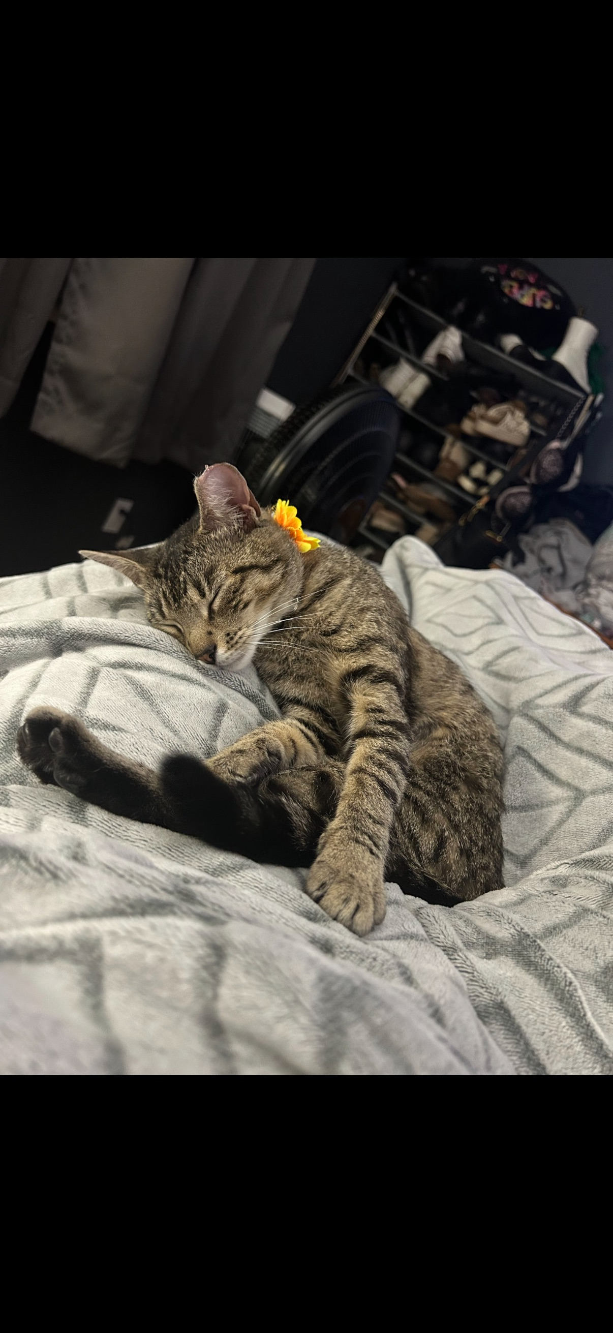 Lost Cat Daisy: Grey, Friendly, Sunflower Collar