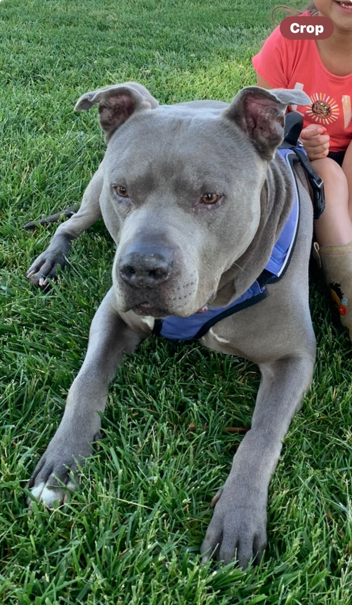 Lost Grey Dog with Mole in Victorville