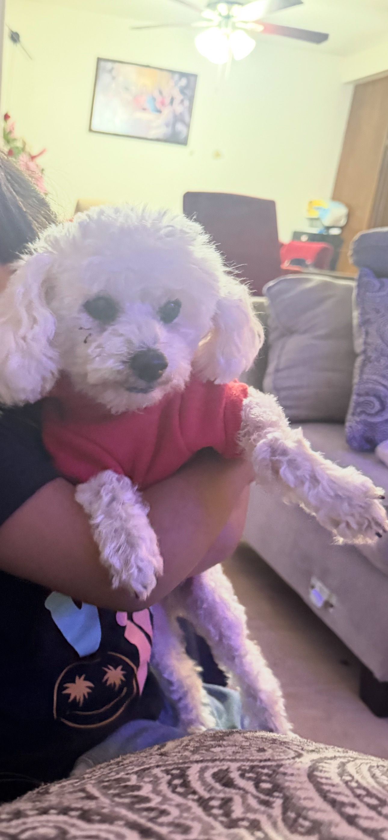 Lost Toy Poodle in Red Pooh Hoodie