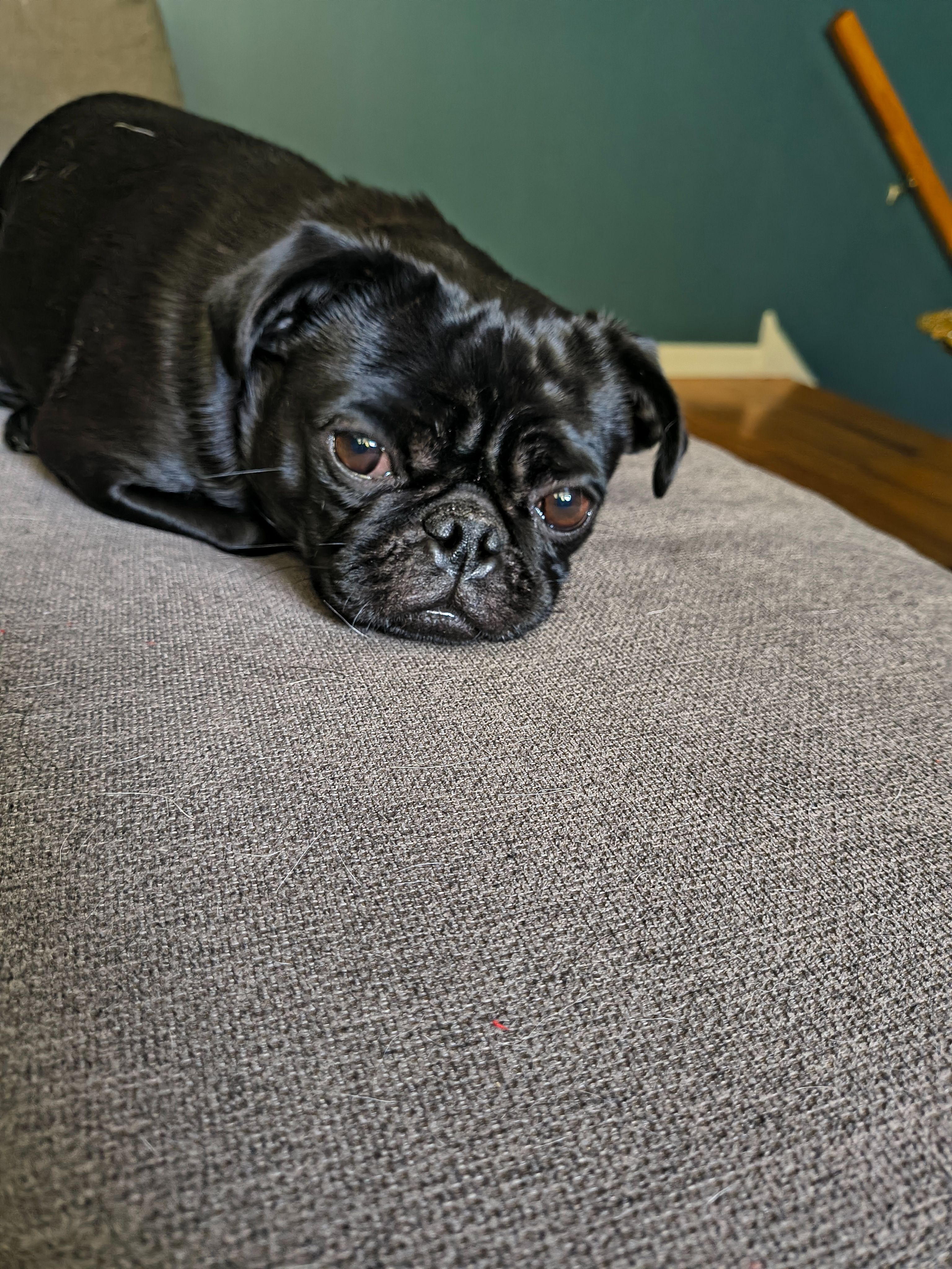 Lost Black Pug Harper in Newark Area