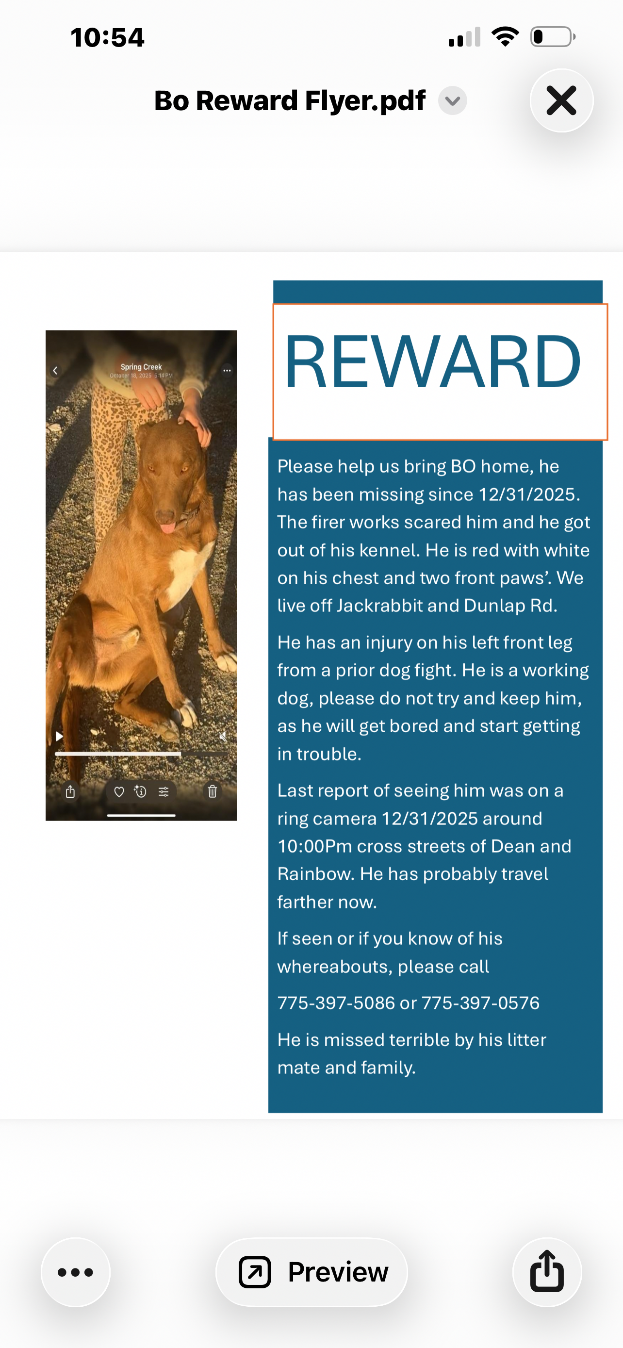 Lost Dog: Red with White Chest, Buckeye