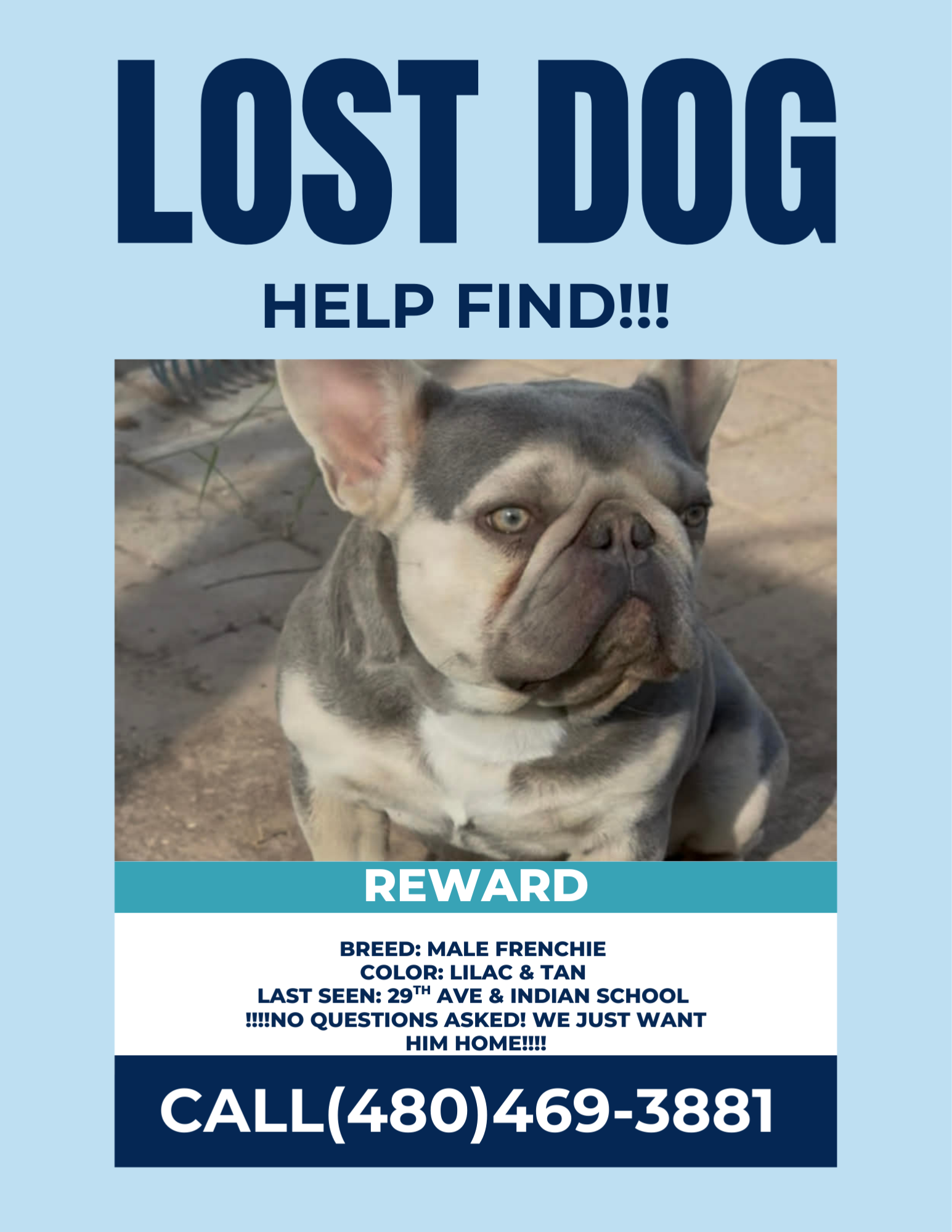 Friendly Lilac & Tan Frenchie Lost!