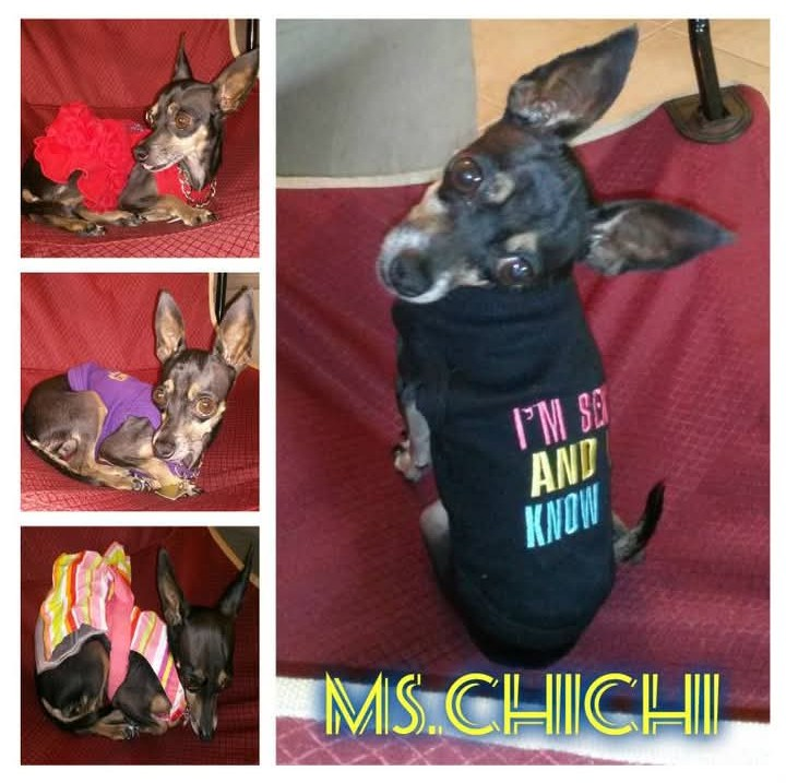 Help Find Chi Chi: Lost in Leisure City
