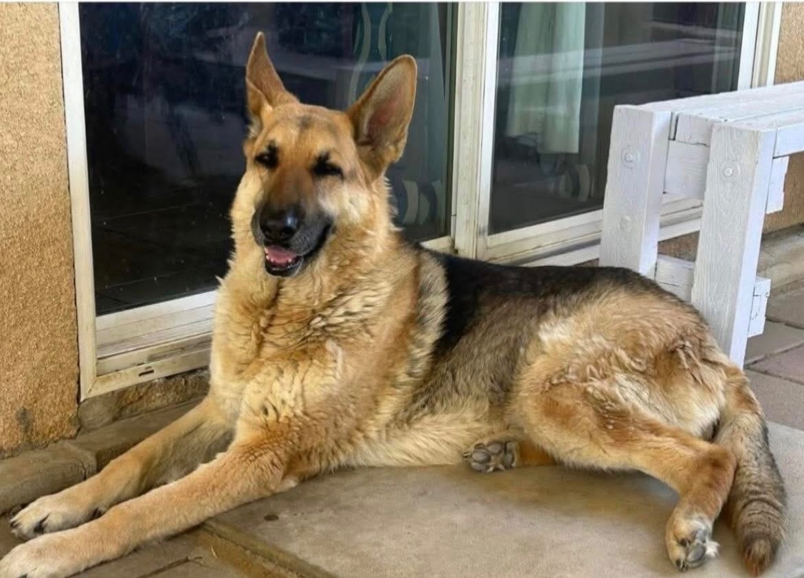 Lost German Shepherd in Adelanto