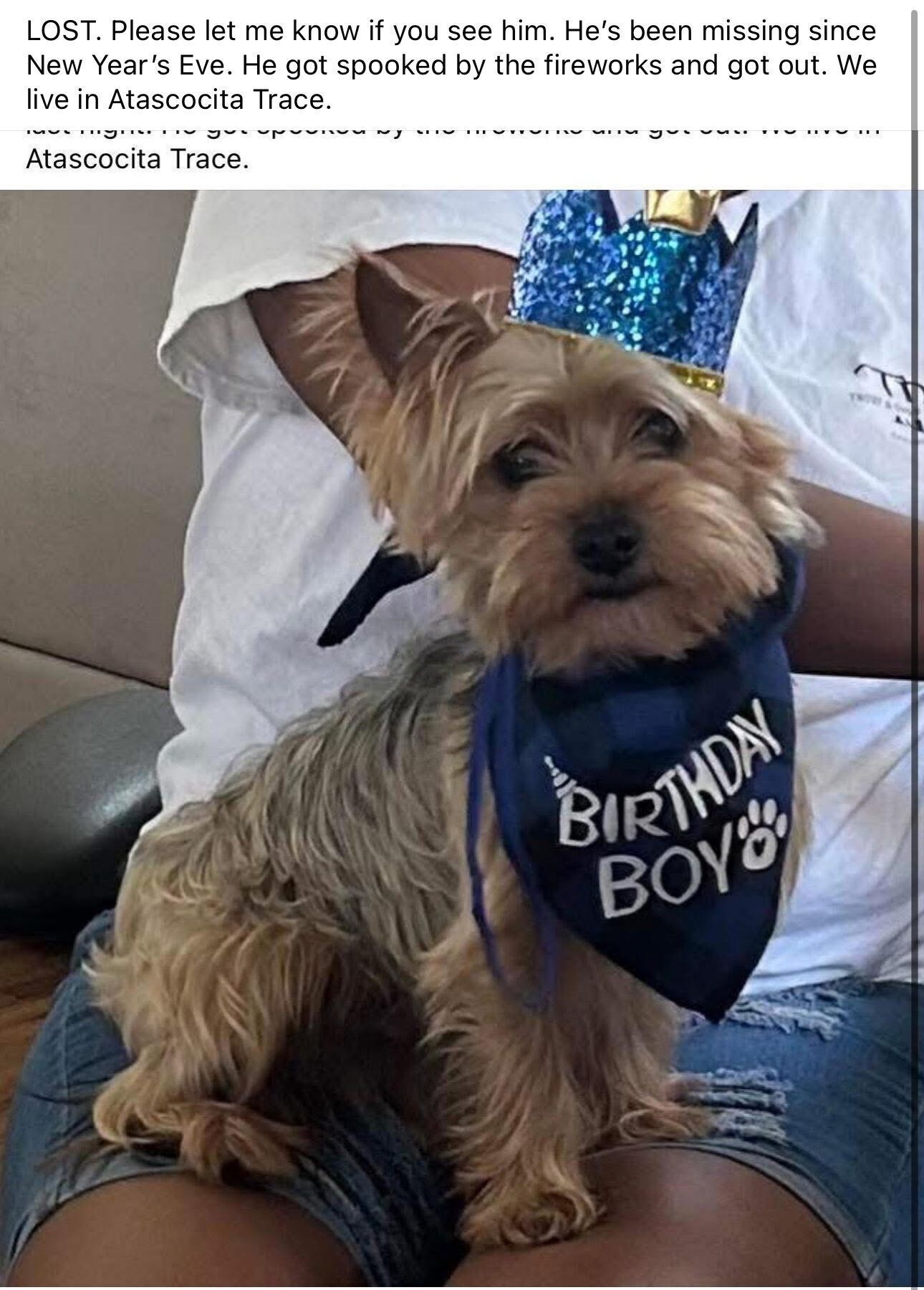 Lost Yorkie: Light Brown, Black Patch