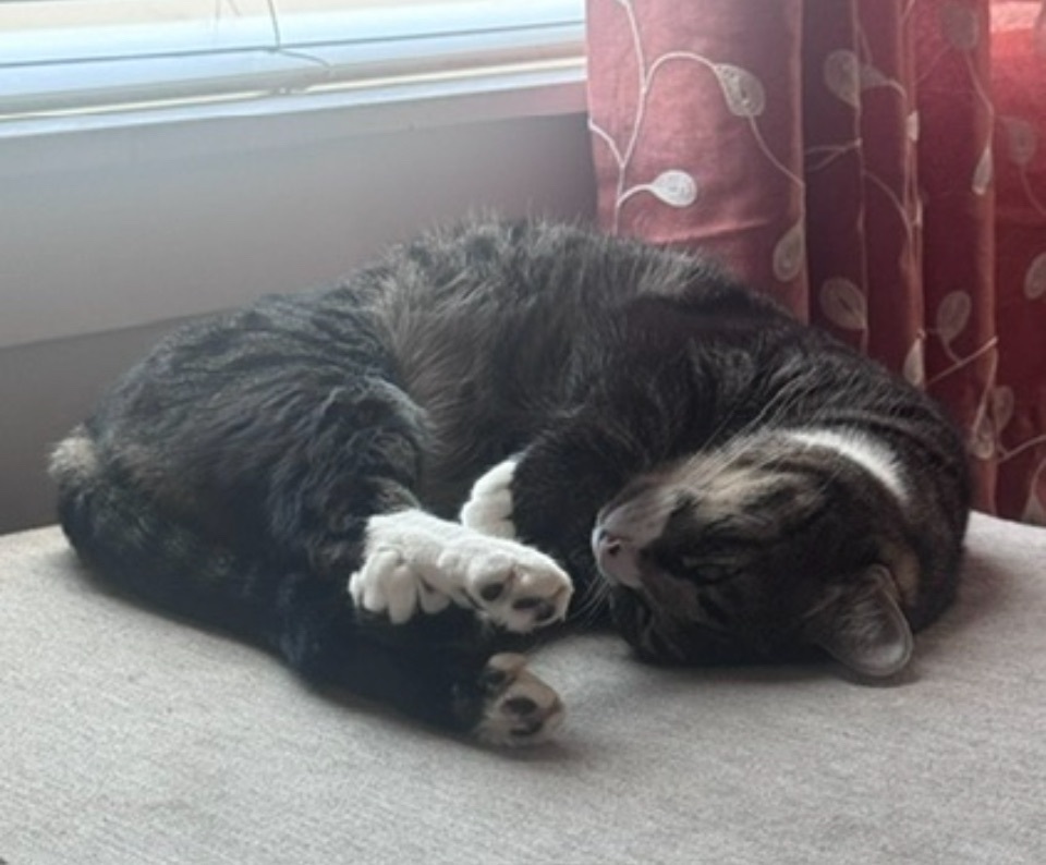 Lost Cat: Greg in Vineyard, Utah