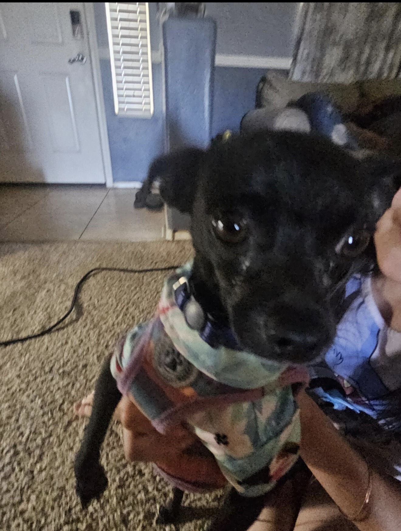 Lost Black Dog on Eagles Talon Pkwy