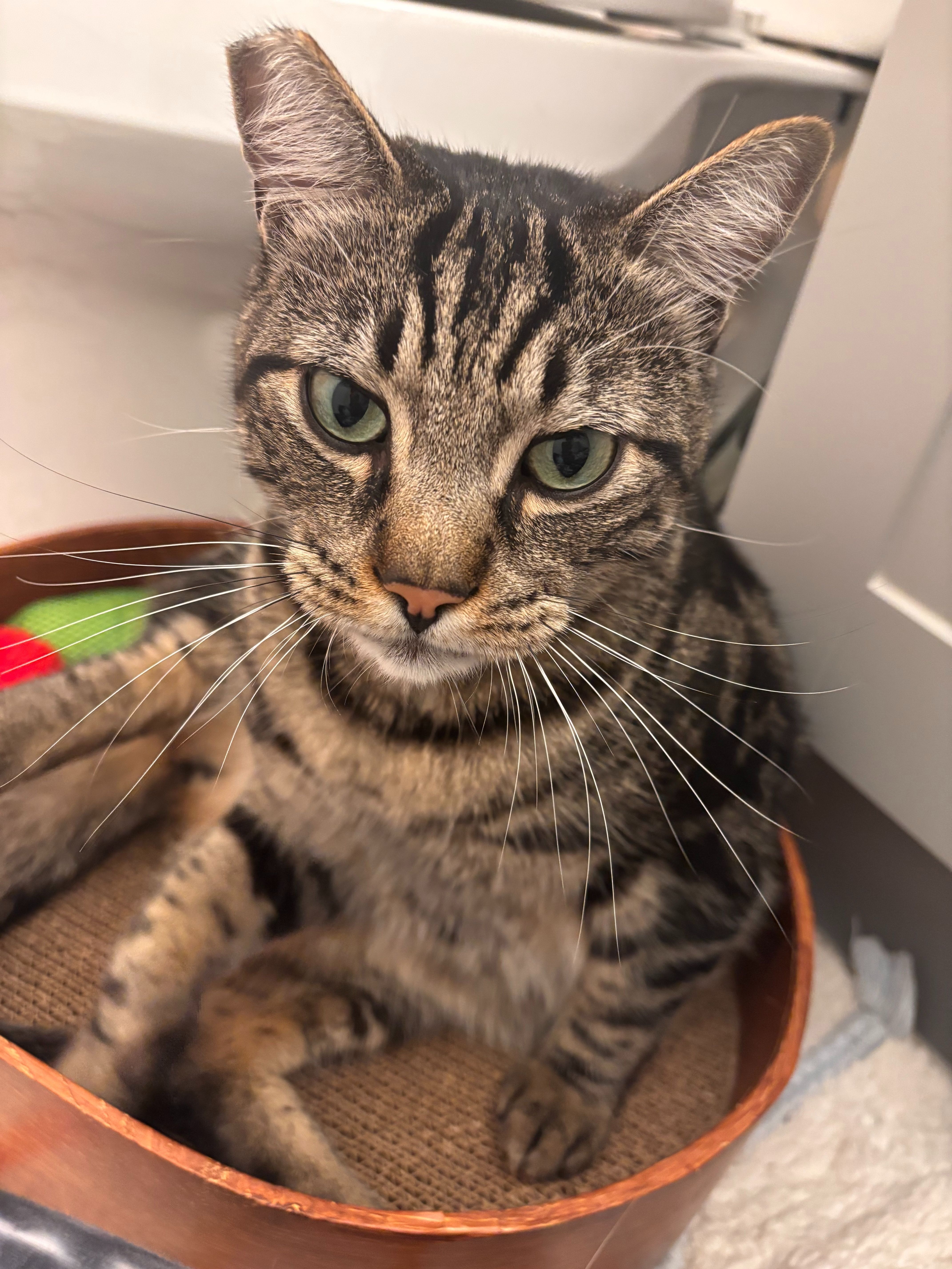 Found: Friendly Brown Tabby wi...