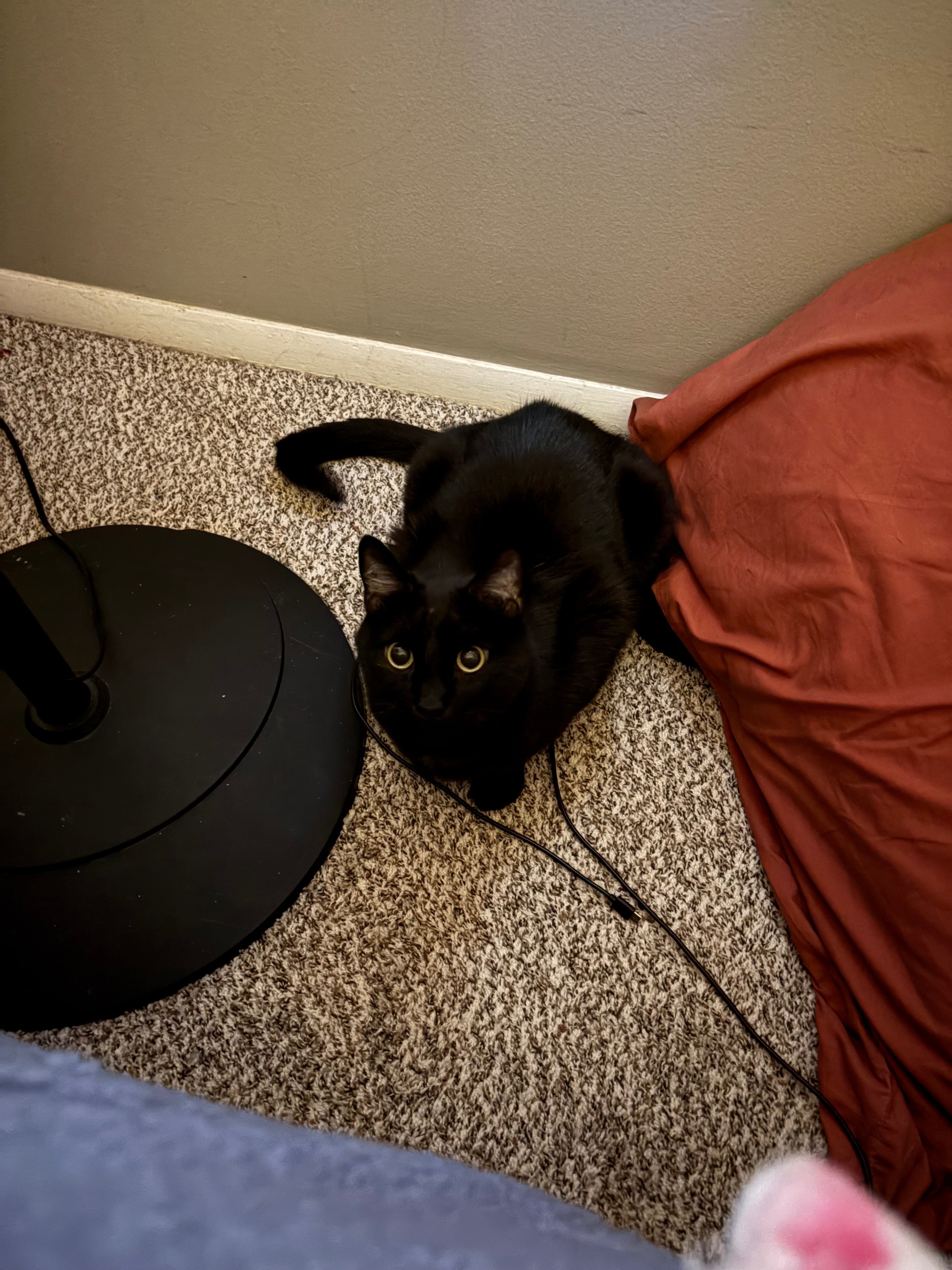 Lost Black Cat: Sweet & Vocal, Tulsa