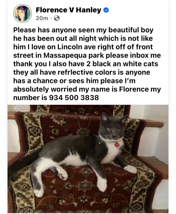 Lost Cat: Friendly Gray with Green Collar