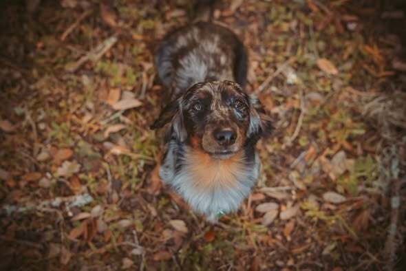 Lost Dapple Dachshund: Snickers in Crystal River