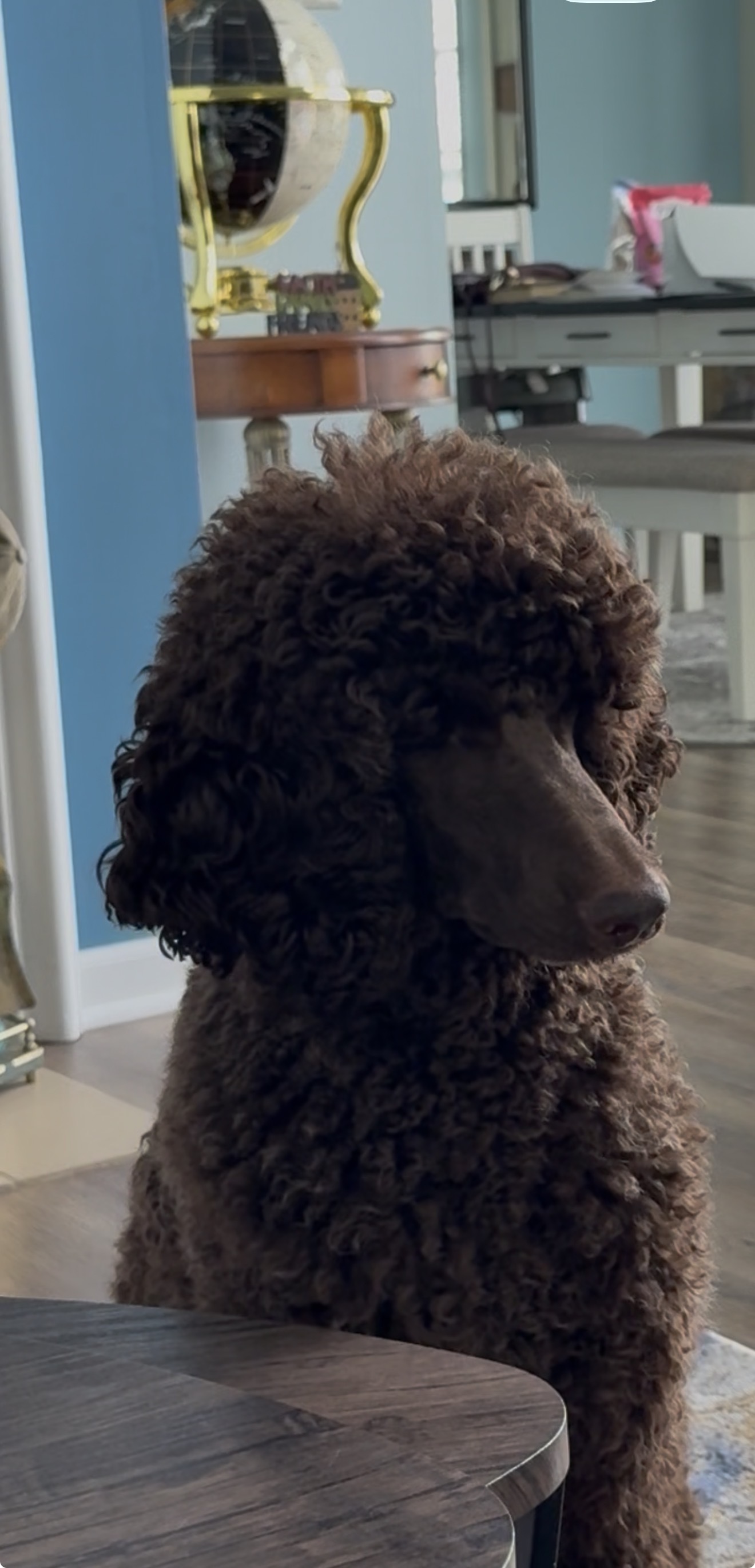 Lost Brown Poodle on South Kitley Ave