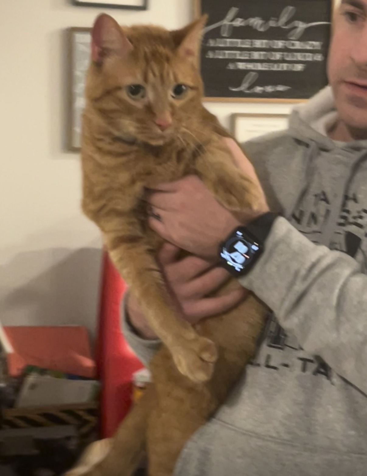 Lost Large Orange Tabby on Pine Bloom Rd