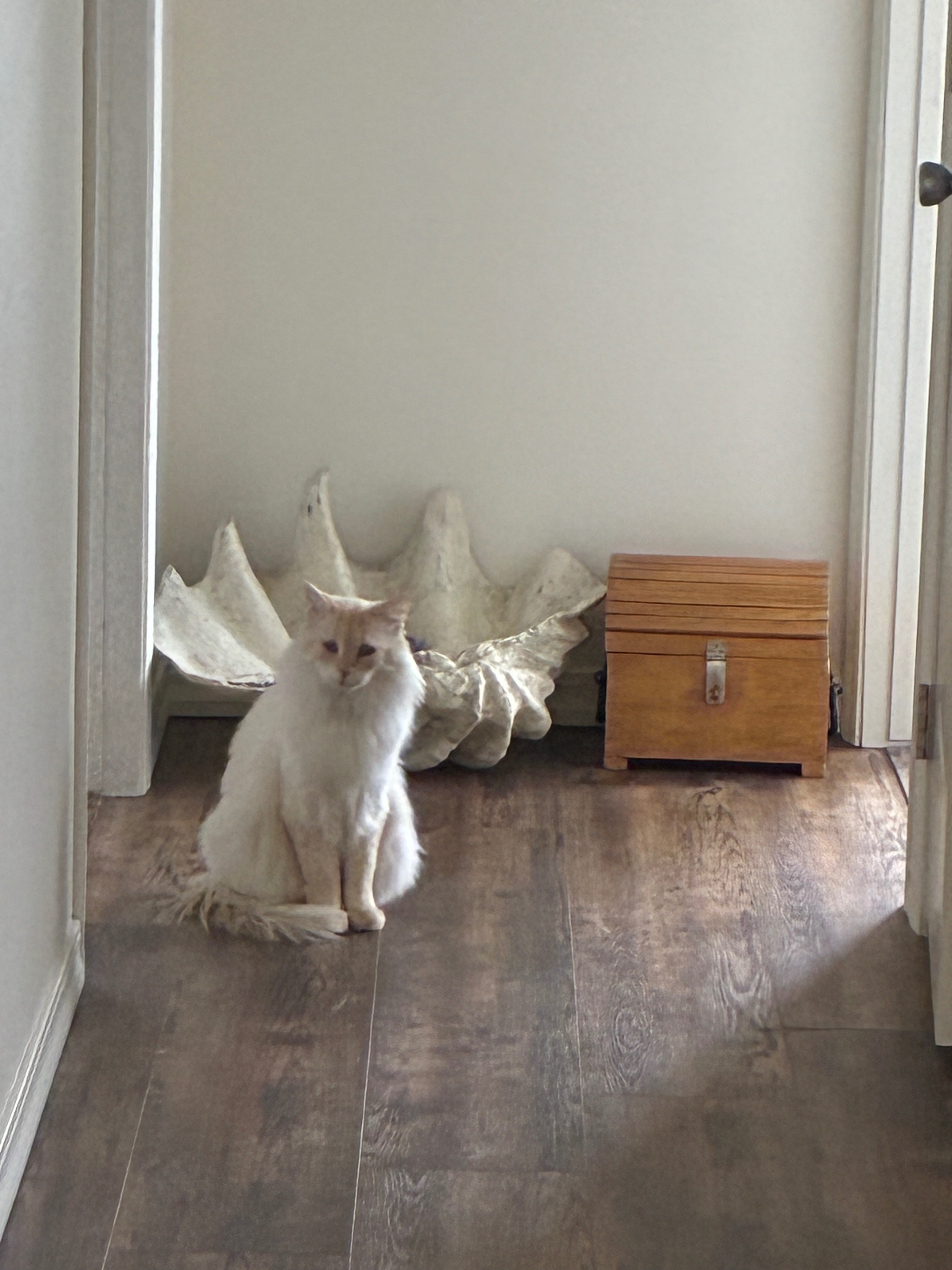 Lost Ragdoll Cat 'Treasure' -...