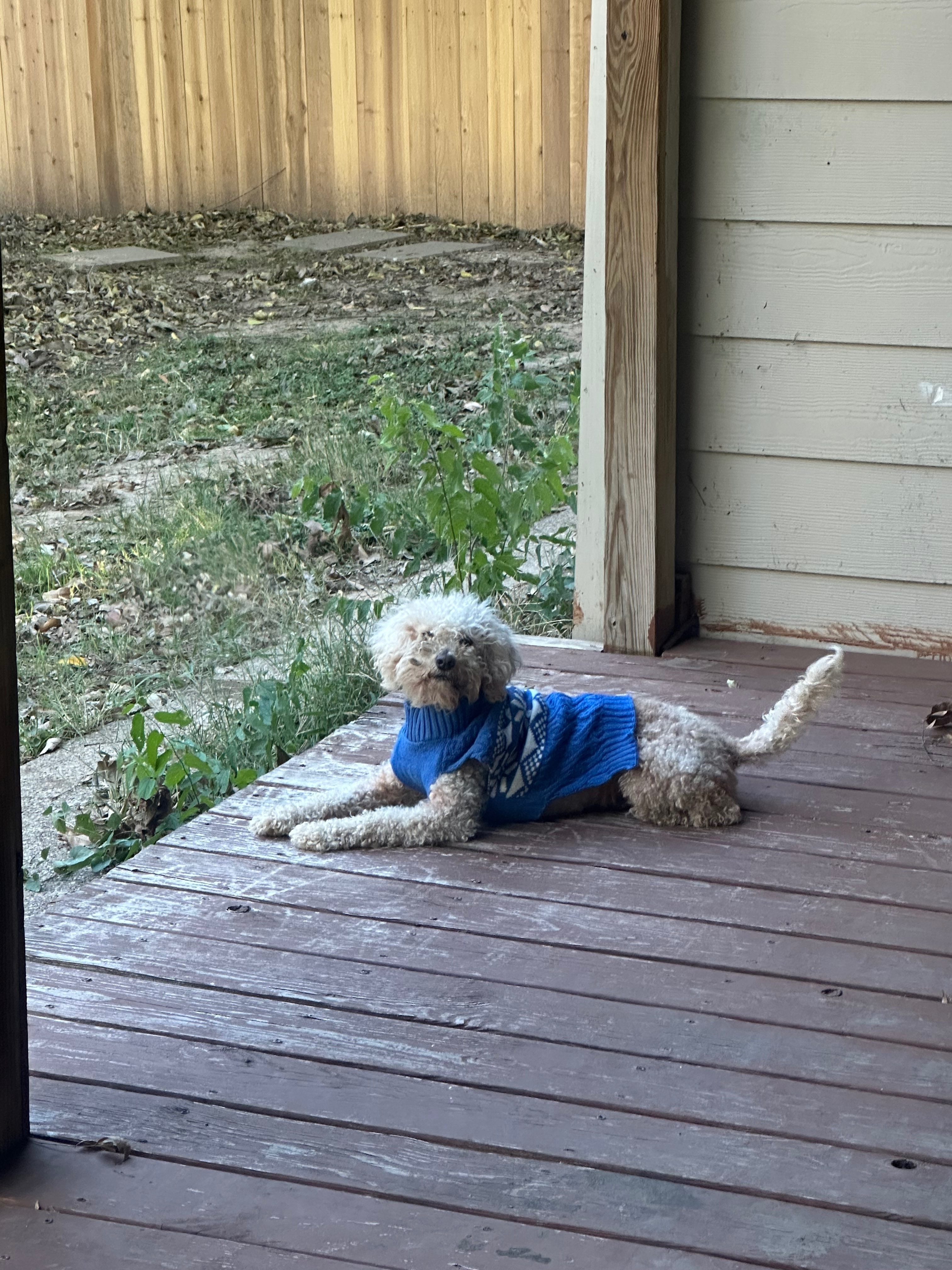 Lost Beige Dog on Pritchett Dr, Irving