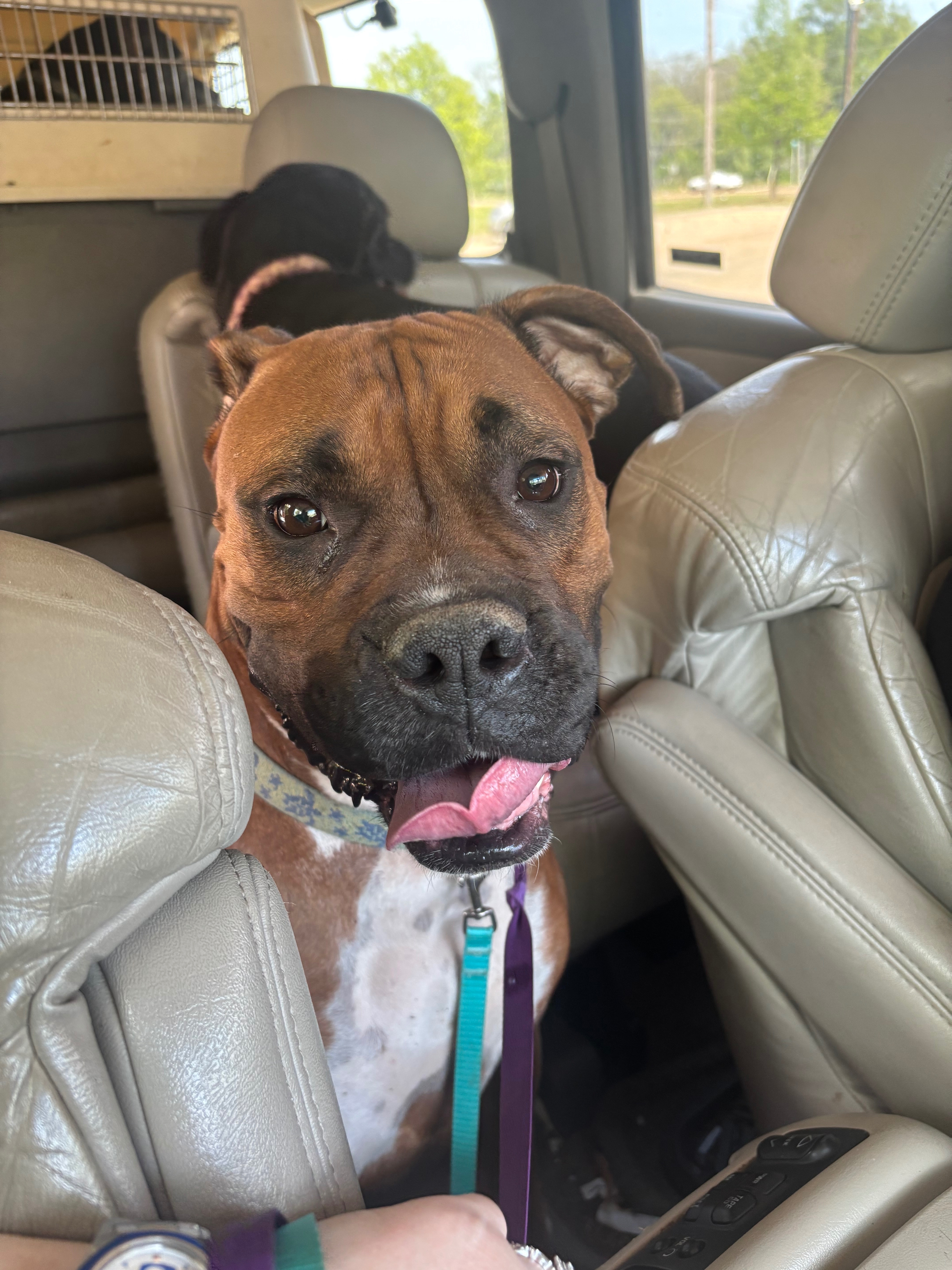Friendly Lost Dog on Lucado Road, Salem