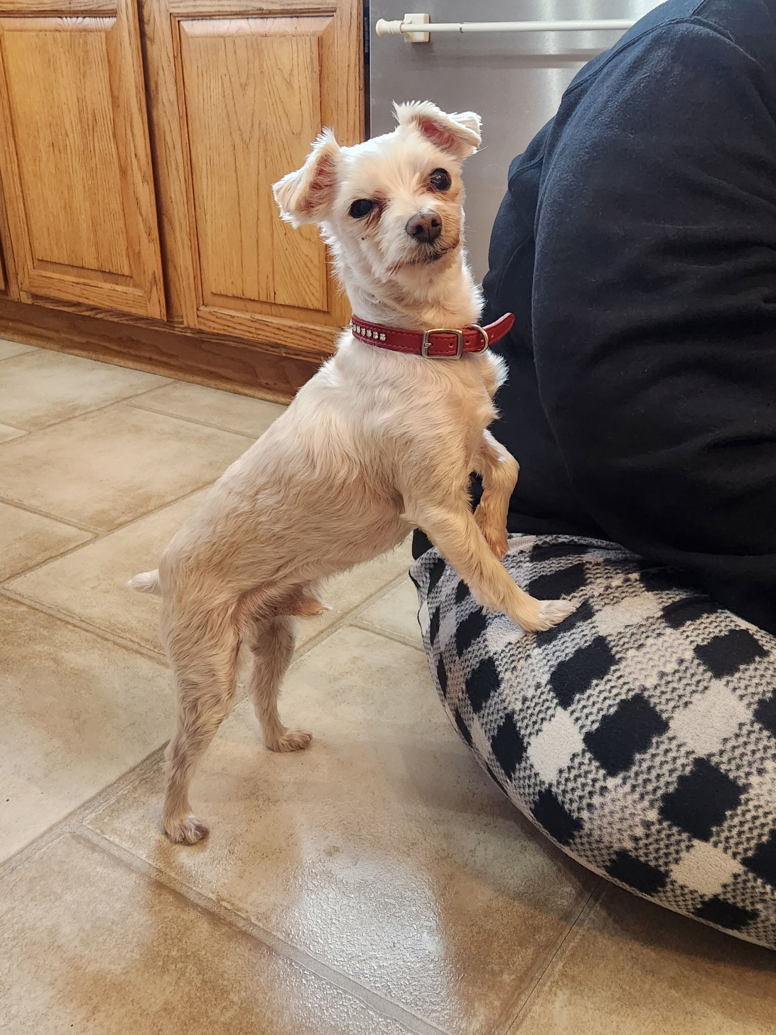 Lost Dog: Friendly Timber Jack on SR 38