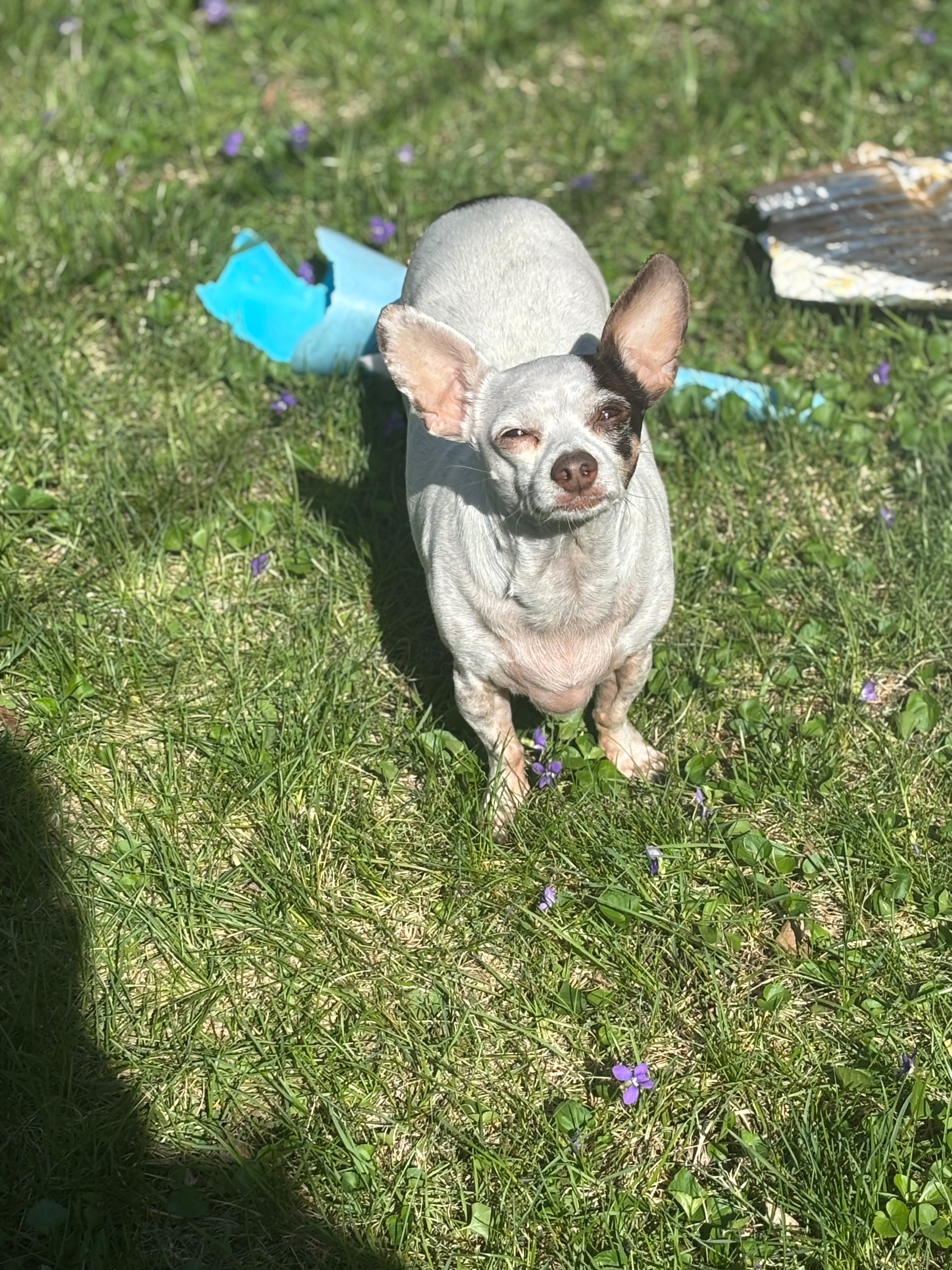 Lost Dog: White with Brown Spots in IL